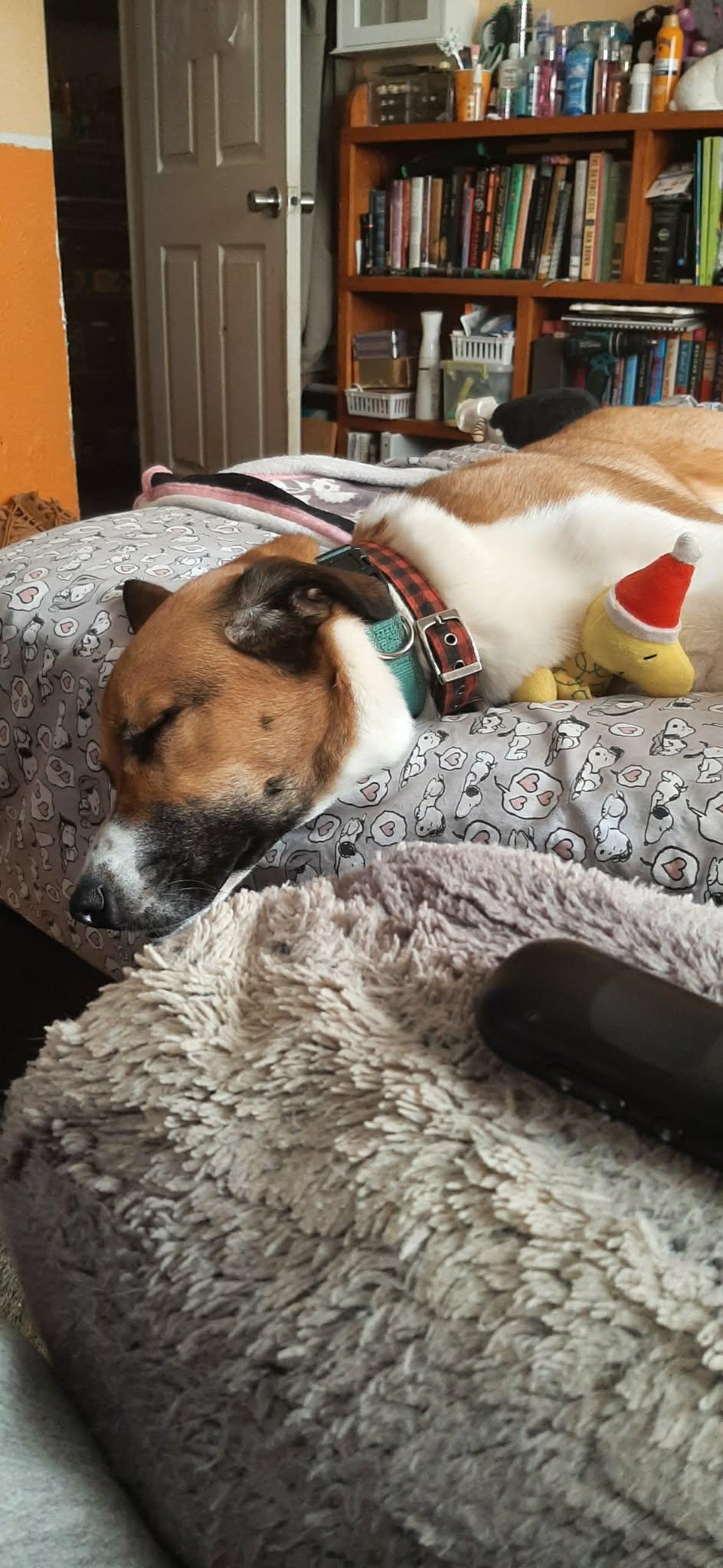 Enlarge Dodge, a ADOPTABLE mixed breed in Hilham, TN image 5/5