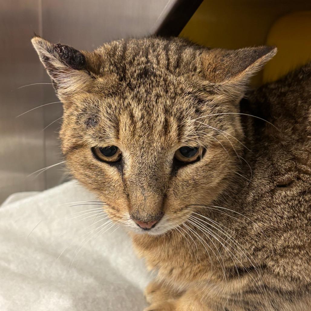 Enlarge The Gert, a Adoptable Domestic Short Hair in Manhattan, KS image 1/1