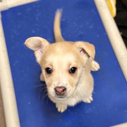 Diya, a Adoptable mixed breed in San Francisco, CA image 1/3