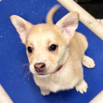 Diya, a Adoptable mixed breed in San Francisco, CA image 2/3