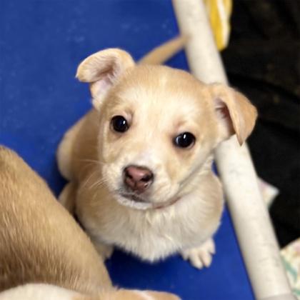 Diya, a Adoptable mixed breed in San Francisco, CA image 3/3