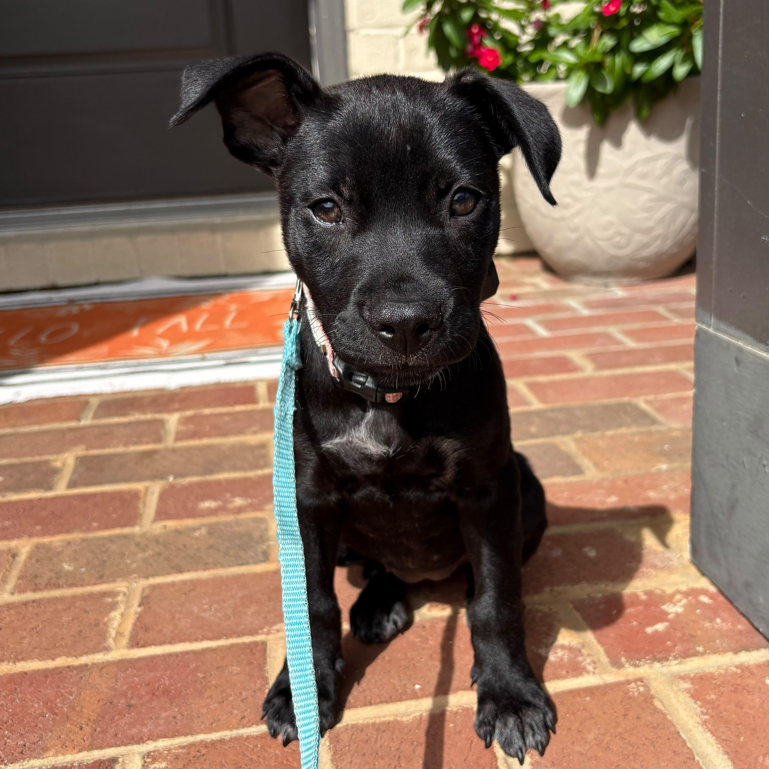 Enlarge Baby Spice, a Adoptable mixed breed in Annapolis, MD image 3/4