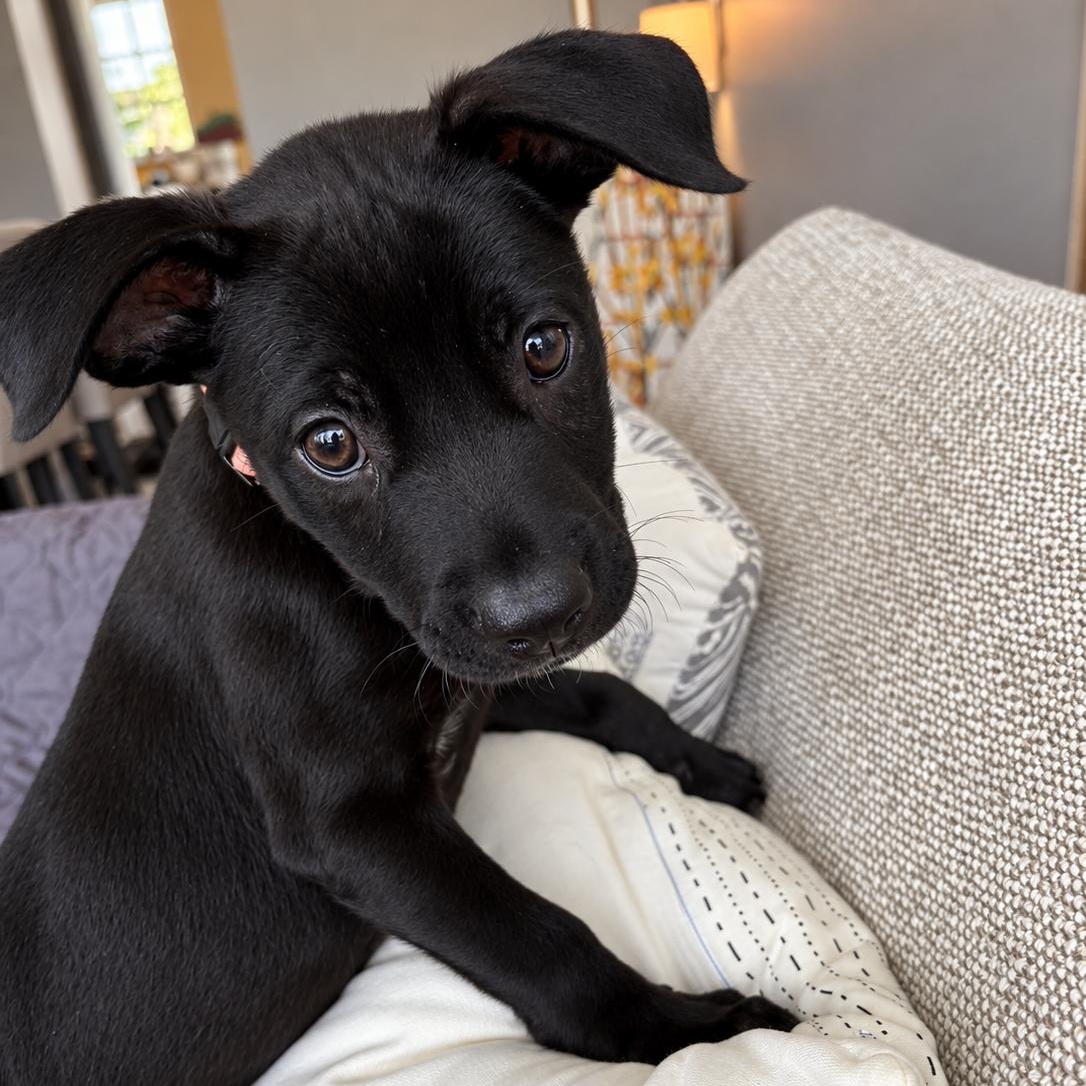 Enlarge Baby Spice, a Adoptable mixed breed in Annapolis, MD image 1/4