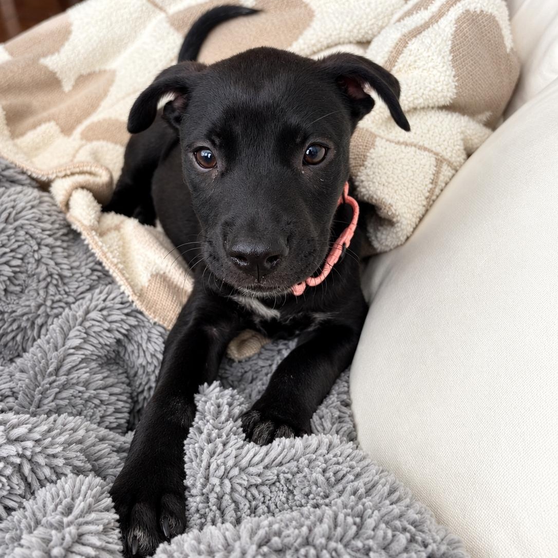 Enlarge Baby Spice, a Adoptable mixed breed in Annapolis, MD image 2/4