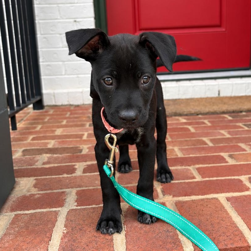 Enlarge Baby Spice, a Adoptable mixed breed in Annapolis, MD image 4/4
