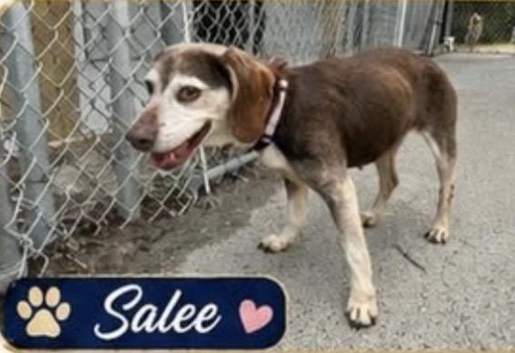 Enlarge SALLEE, an adopted Beagle in Waverly, TN image 1/2