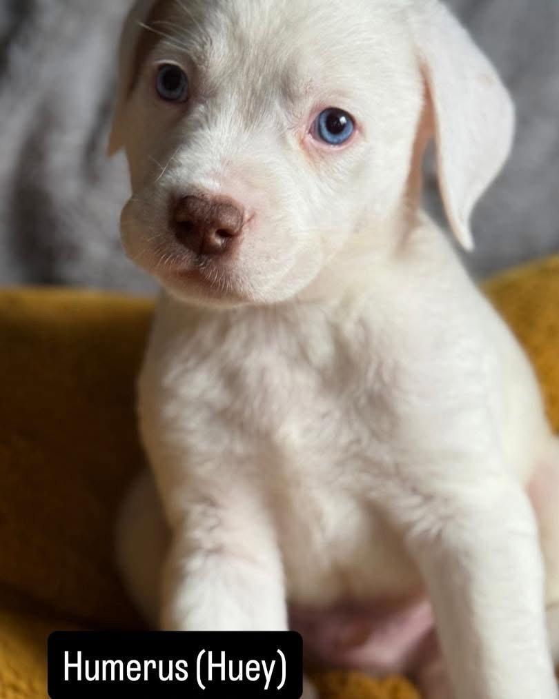 Huey, Adoptable, Puppy Male Mixed Breed.