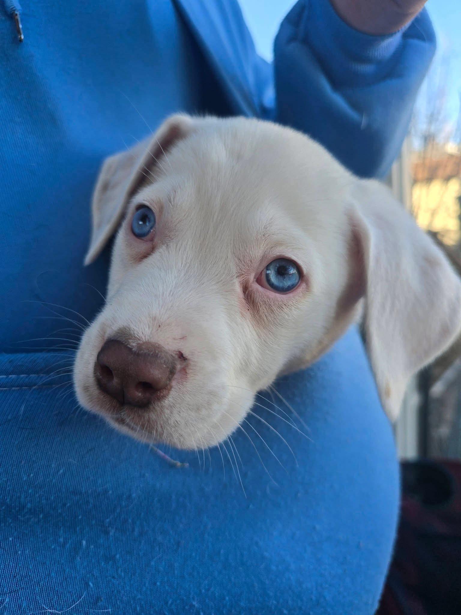 Huey, a Adoptable Mixed Breed in Duluth, MN image 3/3