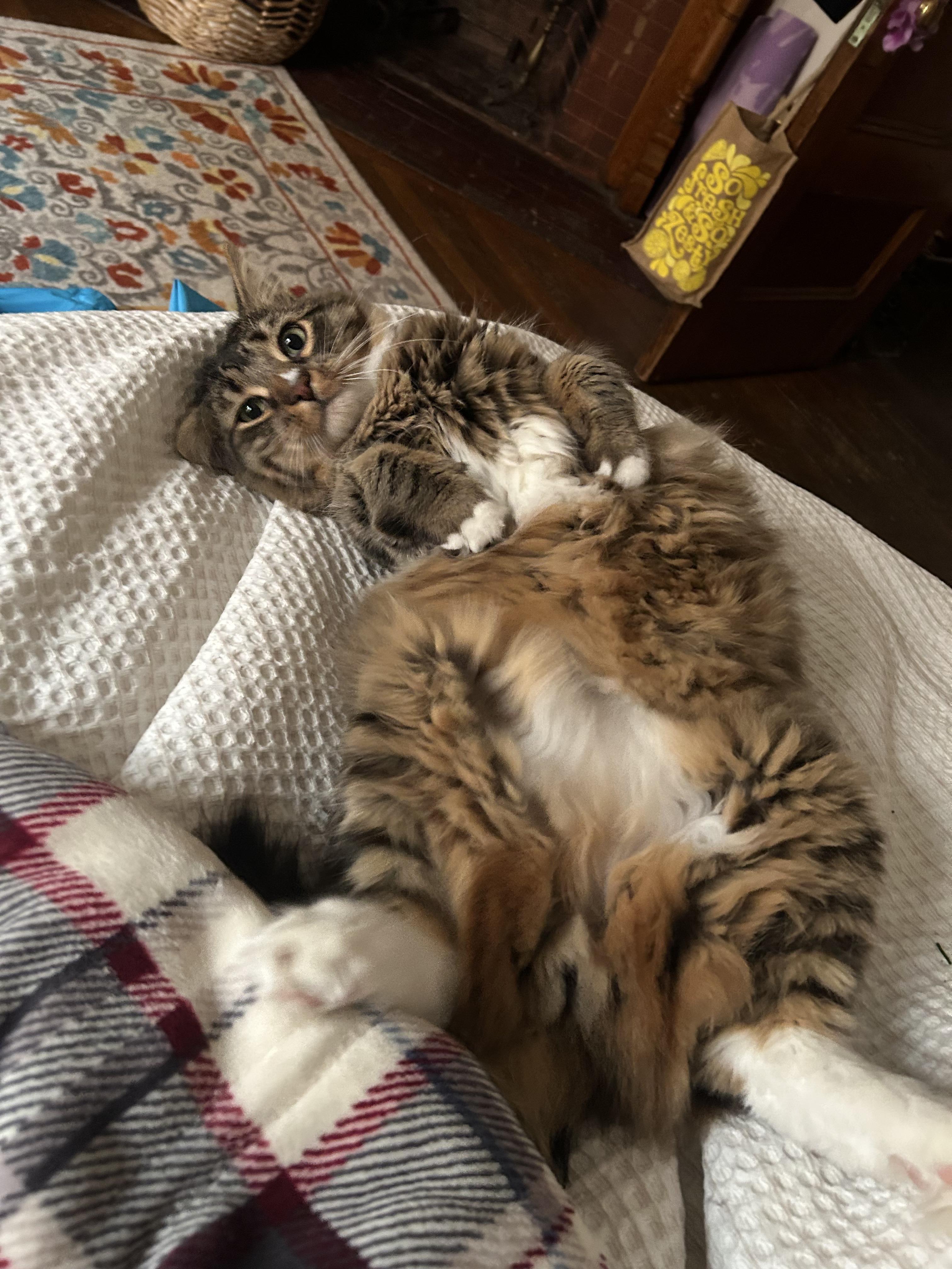 Teeny, Adoptable, Adult Male Domestic Medium Hair.