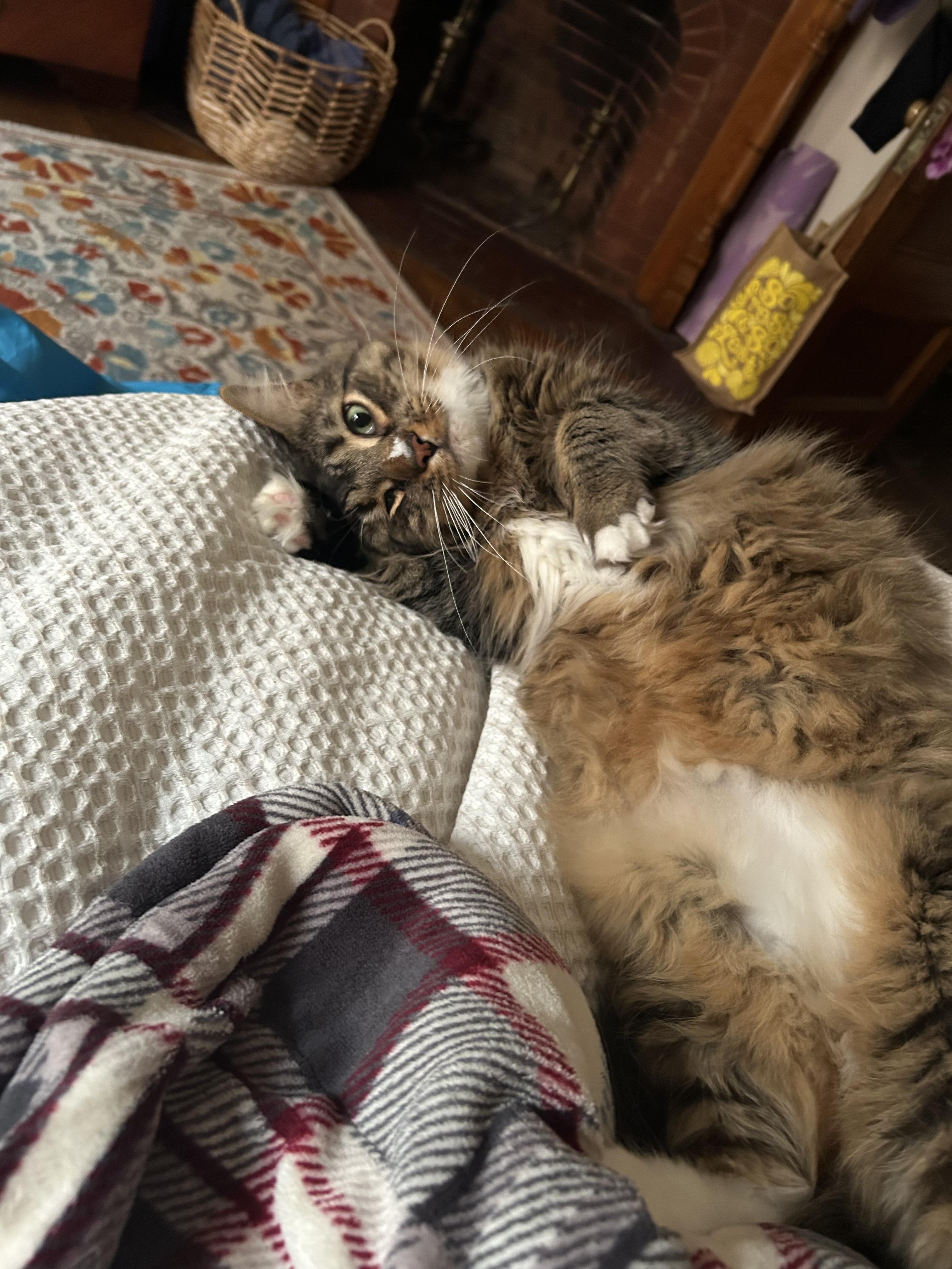 Enlarge Teeny, a Adoptable Domestic Medium Hair in Burlington, VT image 2/5