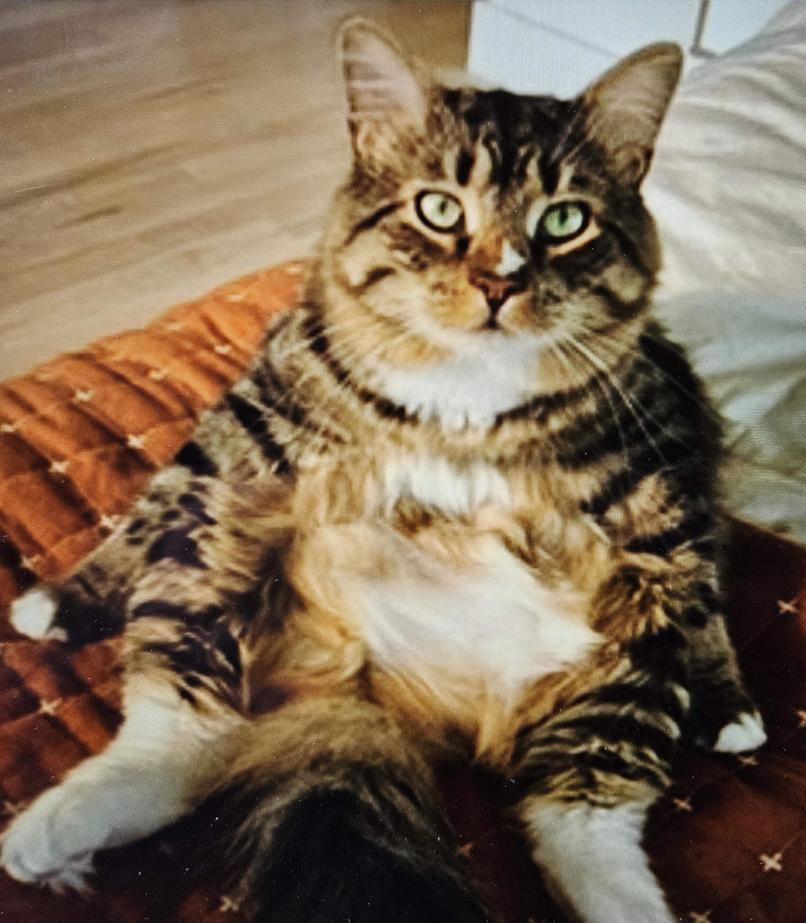 Enlarge Teeny, a Adoptable Domestic Medium Hair in Burlington, VT image 3/5