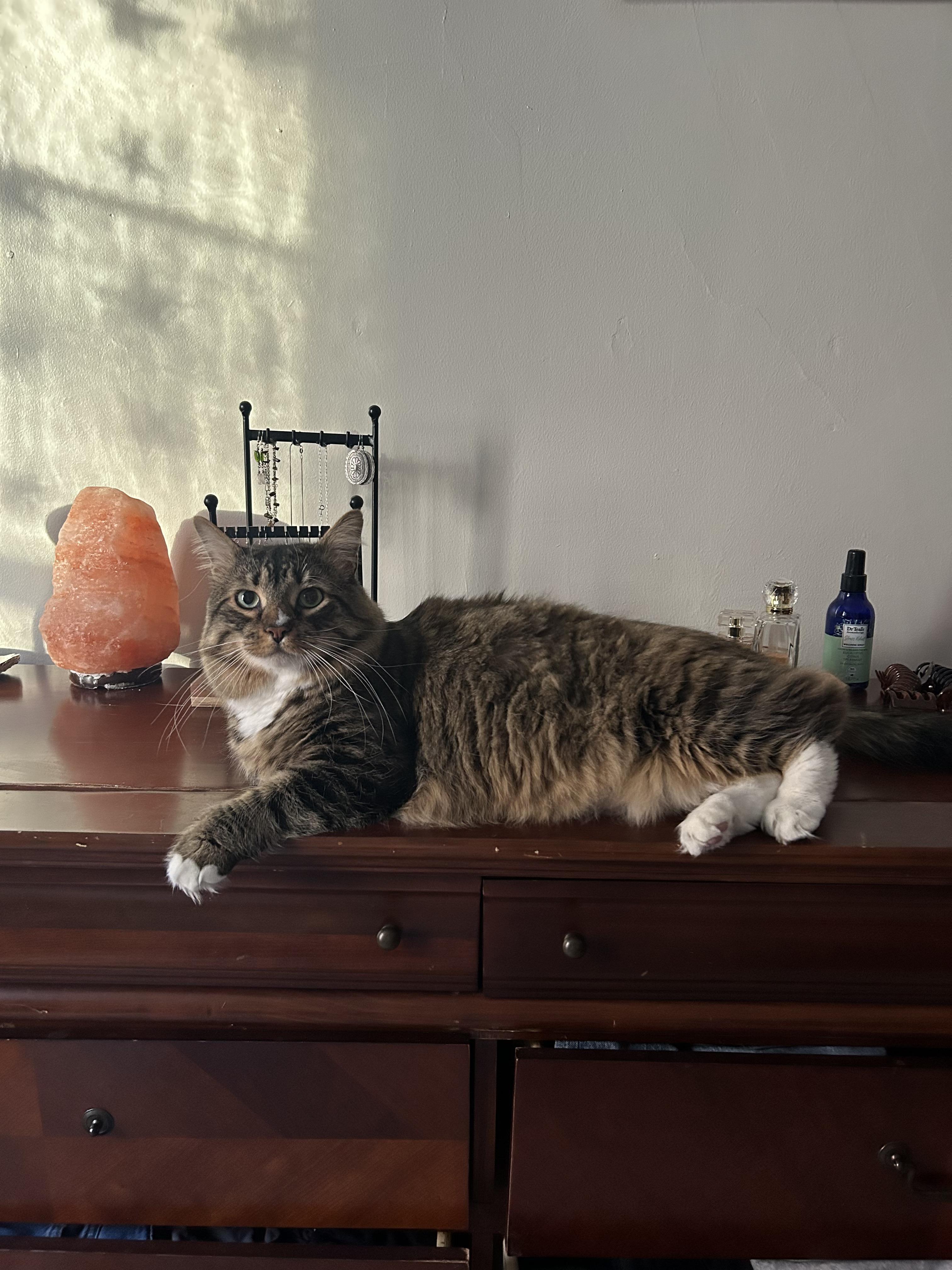 Enlarge Teeny, a Adoptable Domestic Medium Hair in Burlington, VT image 5/5