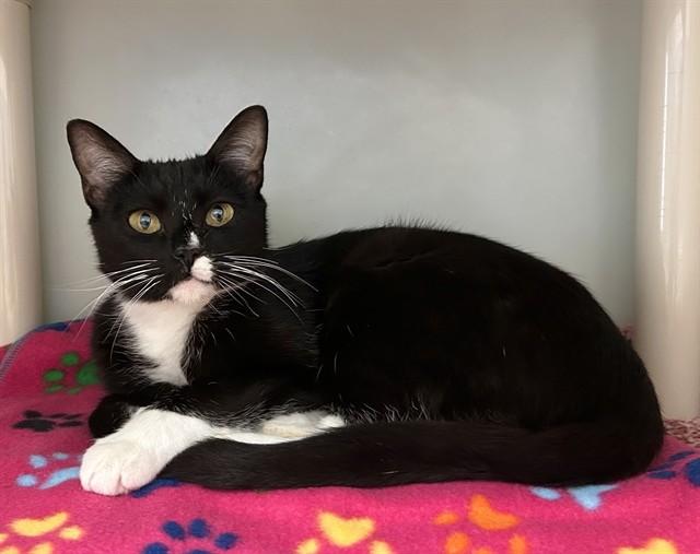 PRINCESS, Adoptable, Young Female Domestic Short Hair.