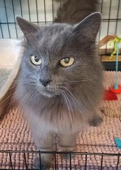 Mama, ADOPTABLE, Senior Female Domestic Long Hair.