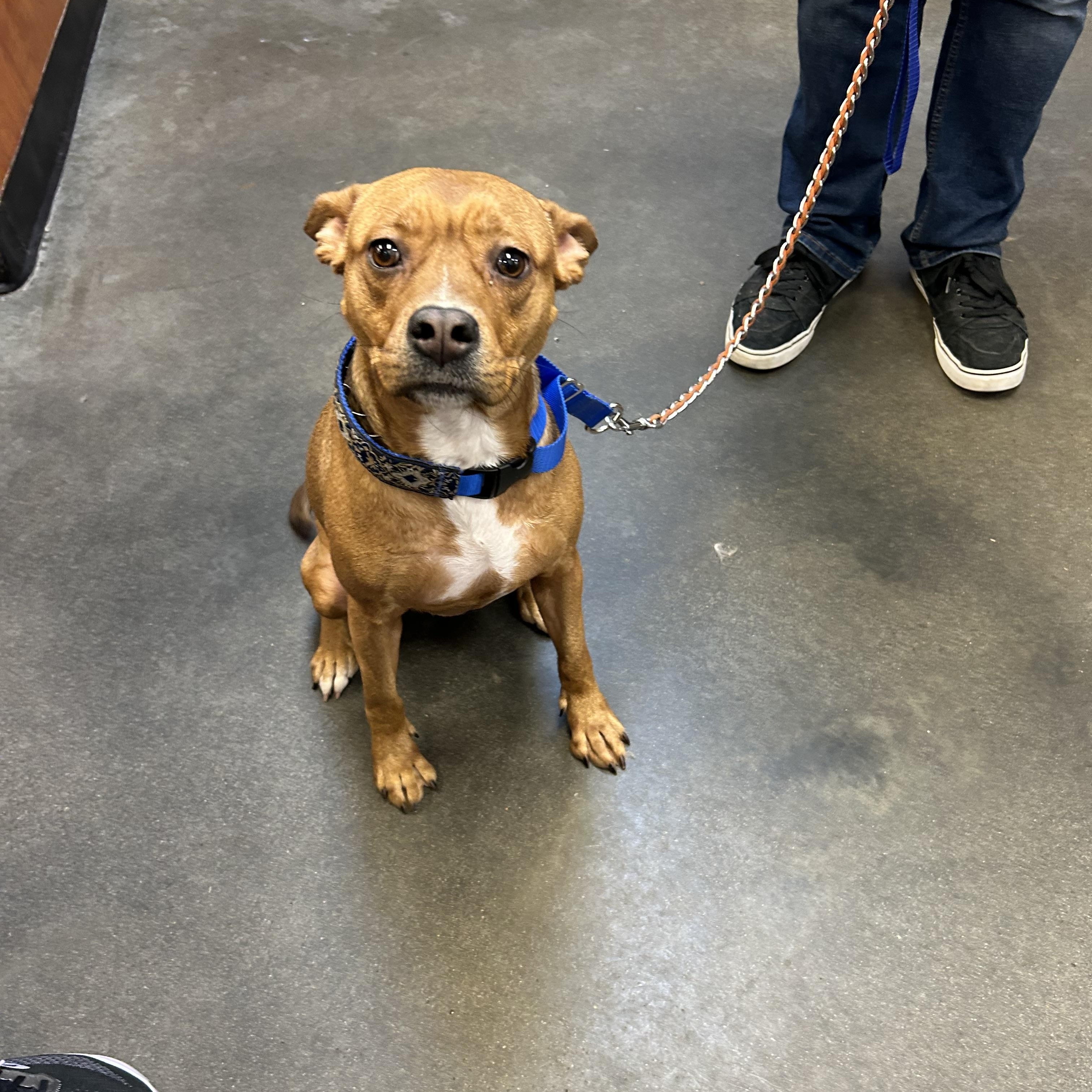 ESSENCE, Adoptable, Young Female French Bulldog.