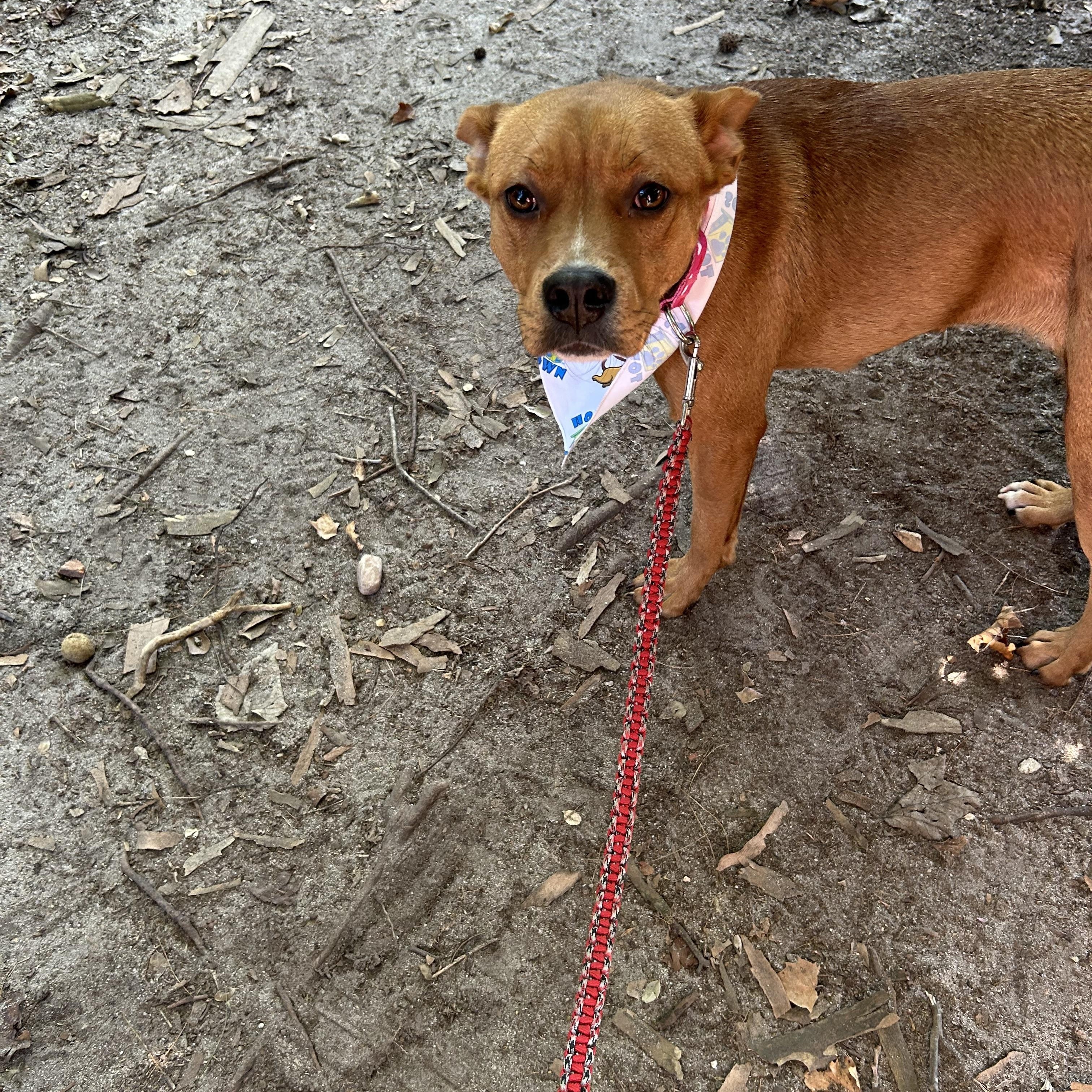 Enlarge ESSENCE, a Adoptable mixed breed in Wilmington, NC image 2/2