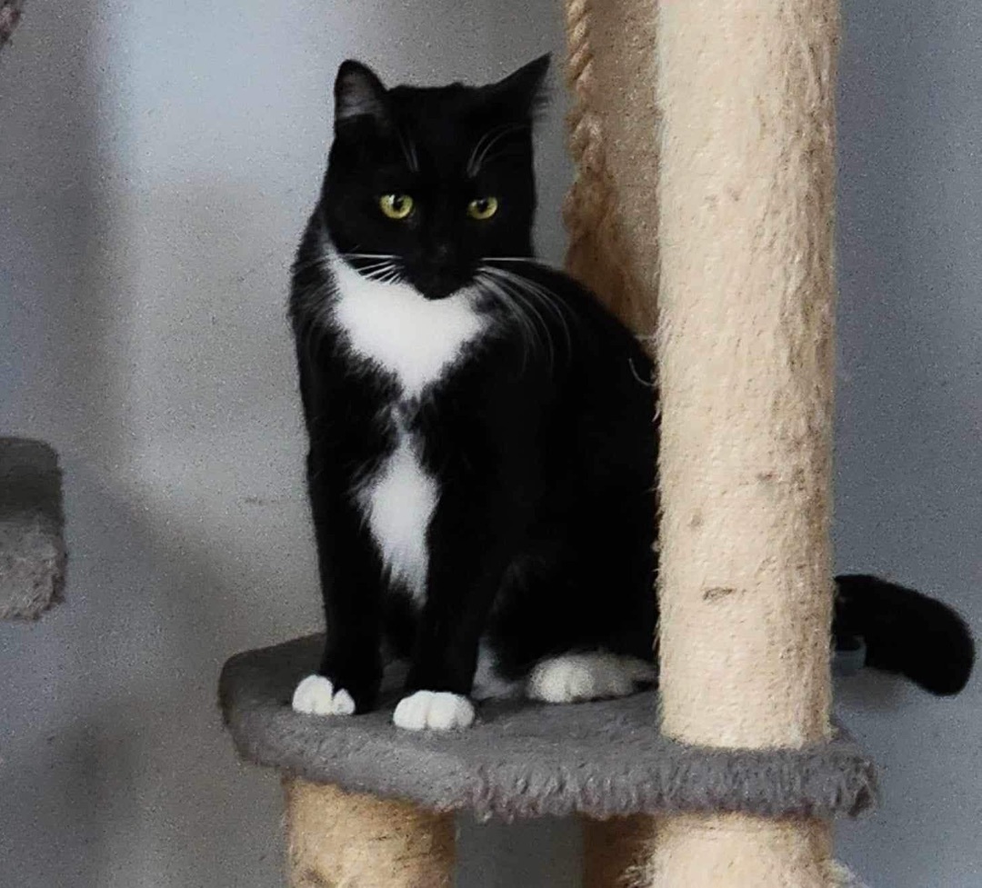 Stew, a Adoptable Domestic Short Hair in Lacona, NY image 2/6