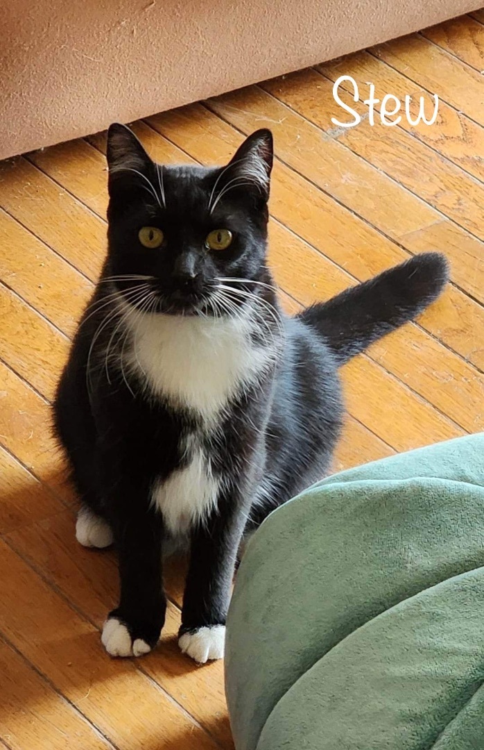 Stew, a Adoptable Domestic Short Hair in Lacona, NY image 3/6