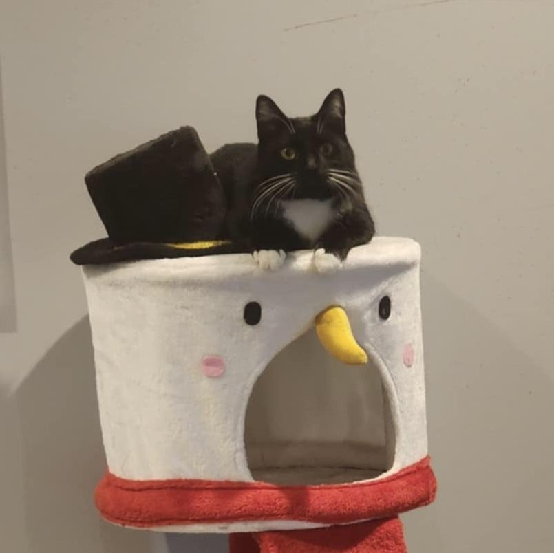 Stew, a Adoptable Domestic Short Hair in Lacona, NY image 1/6