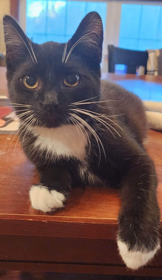 Stew, a Adoptable Domestic Short Hair in Lacona, NY image 4/6