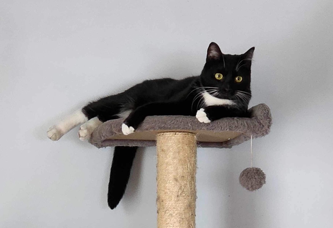 Stew, a Adoptable Domestic Short Hair in Lacona, NY image 5/6