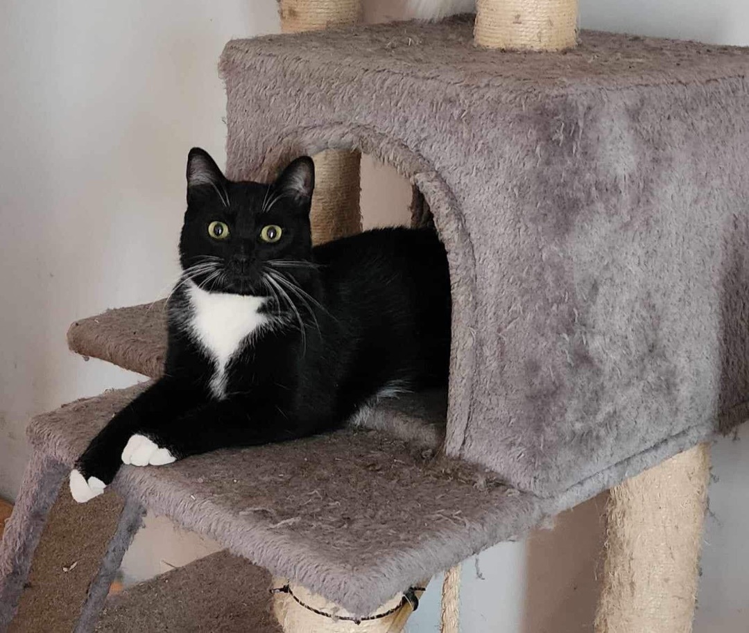 Stew, a Adoptable Domestic Short Hair in Lacona, NY image 6/6