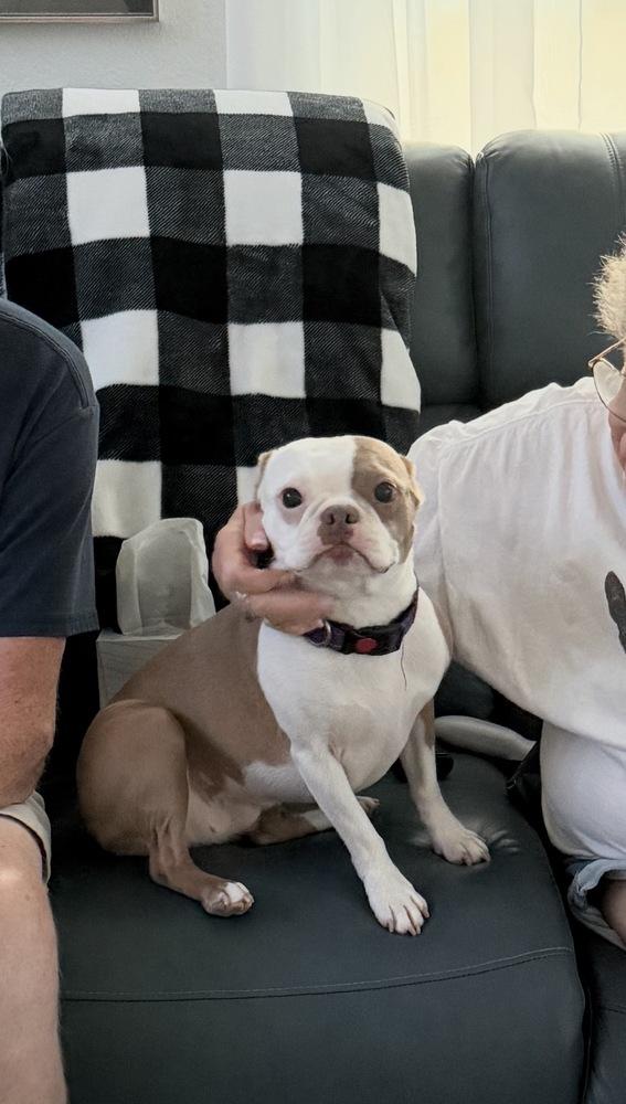Lylah Hughes- 5011 FL, Adopted, Adult Female Boston Terrier.