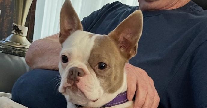 Enlarge Lylah Hughes- 5011 FL, a Adopted Boston Terrier in Maryville, TN image 2/4