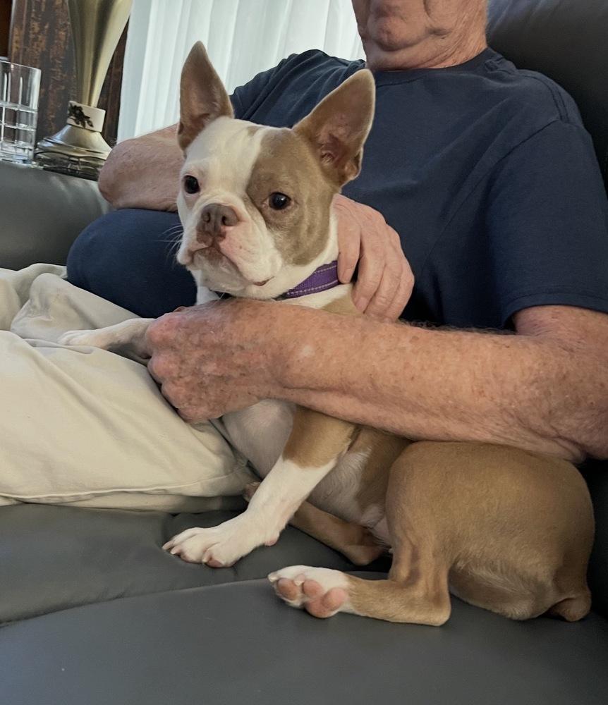 Enlarge Lylah Hughes- 5011 FL, a Adopted Boston Terrier in Maryville, TN image 4/4