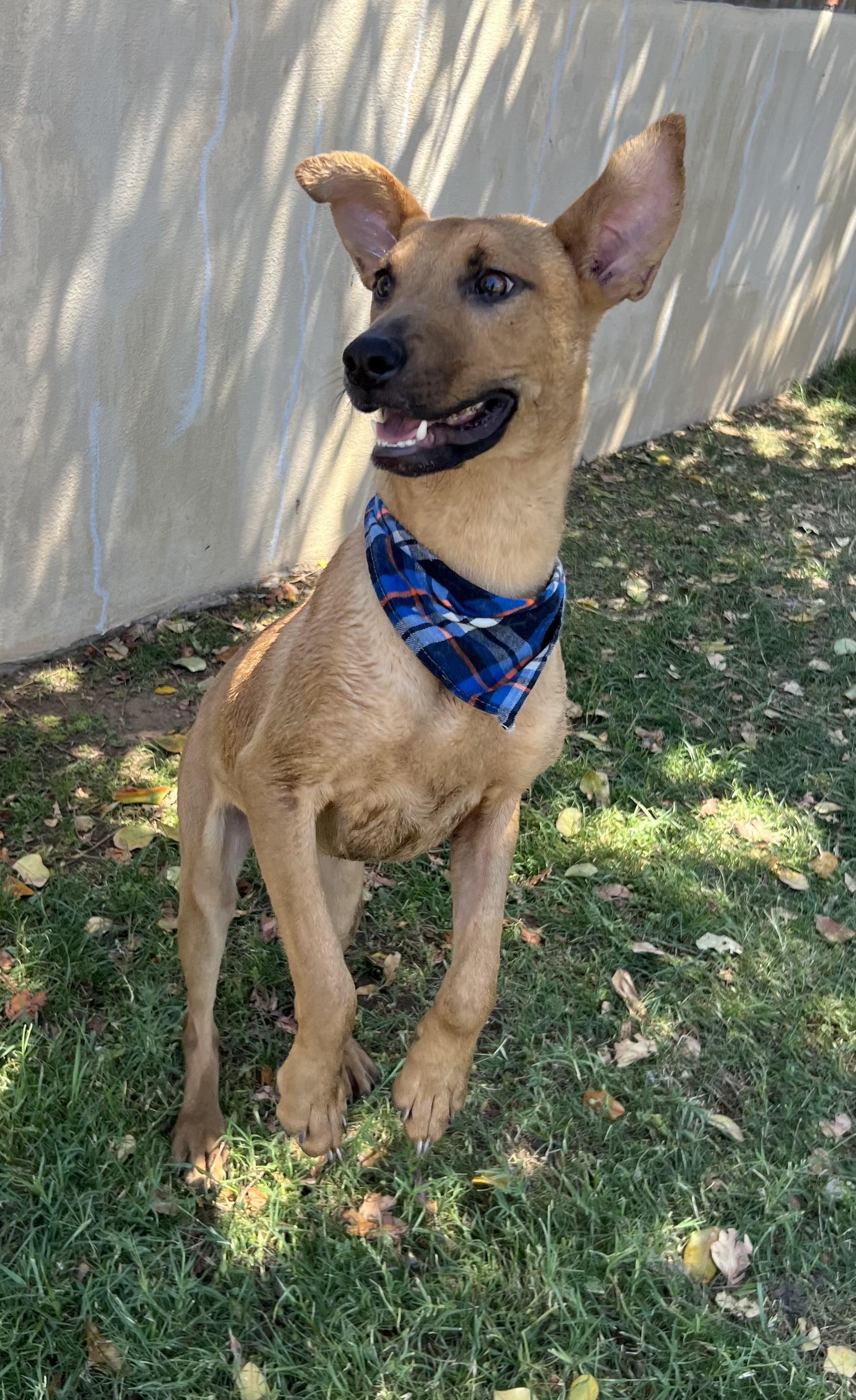Enlarge Rocket, a Adoptable mixed breed in Phoenix, AZ image 1/4