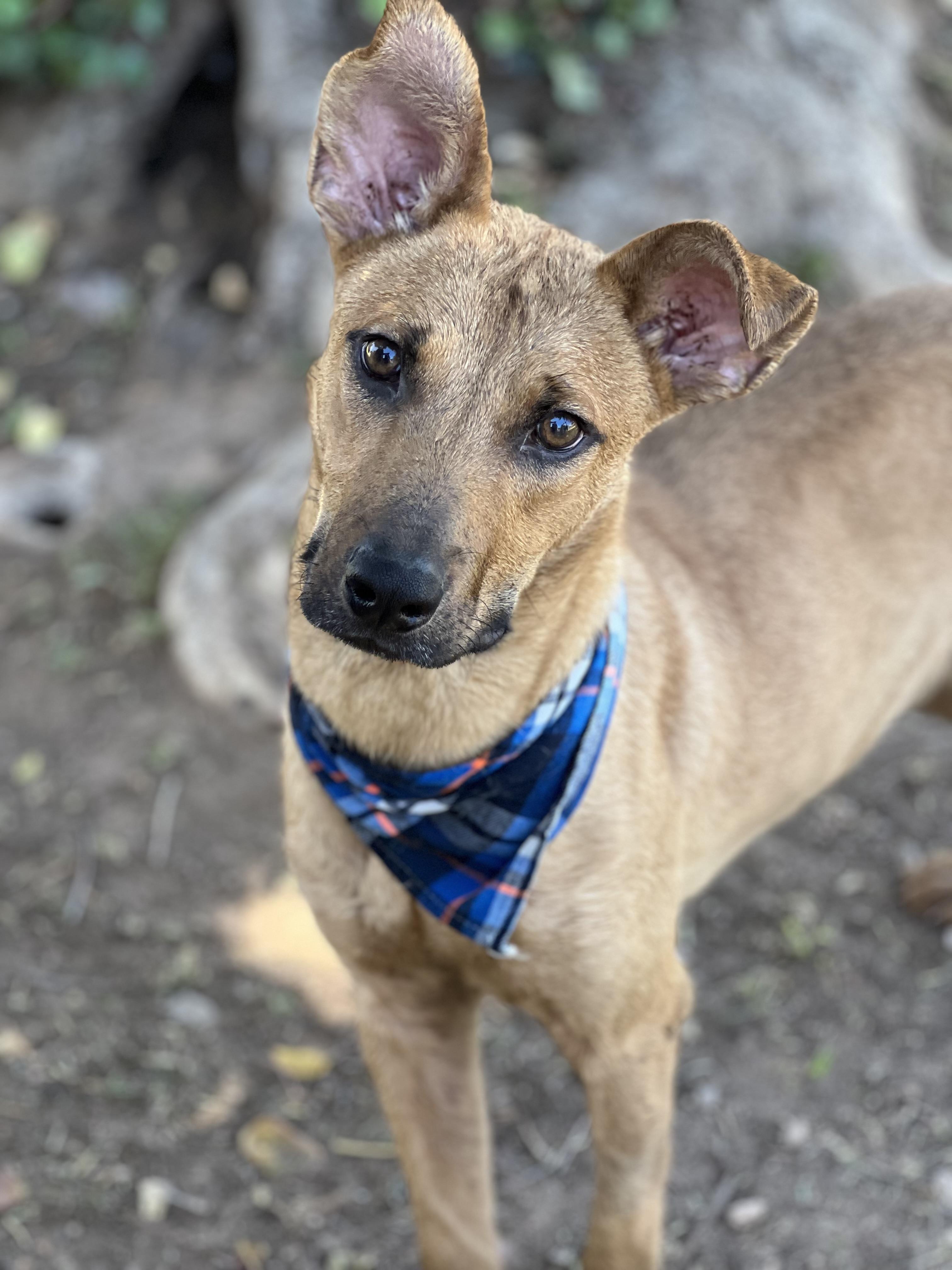 Enlarge Rocket, a Adoptable mixed breed in Phoenix, AZ image 2/4