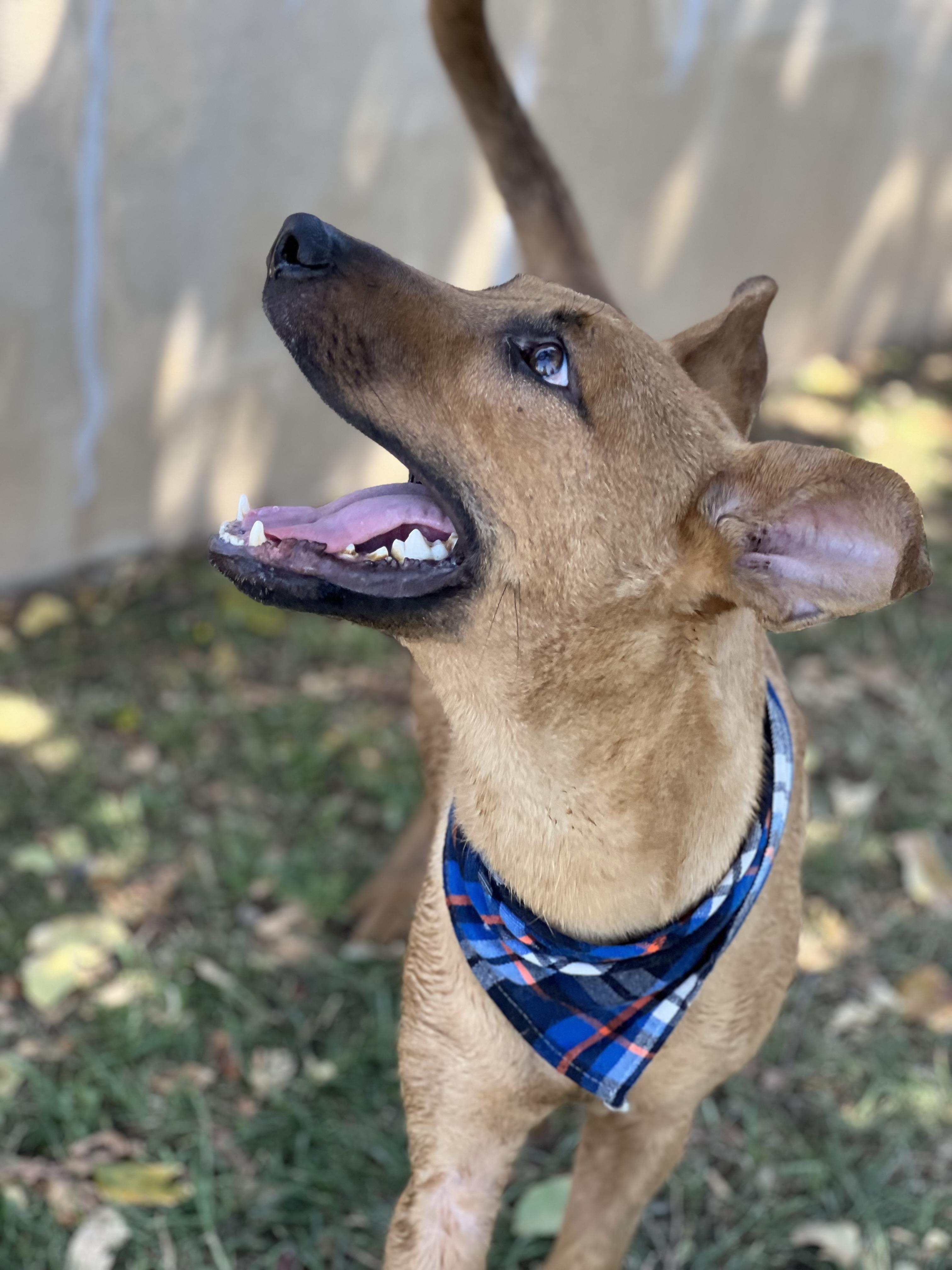 Enlarge Rocket, a Adoptable mixed breed in Phoenix, AZ image 4/4