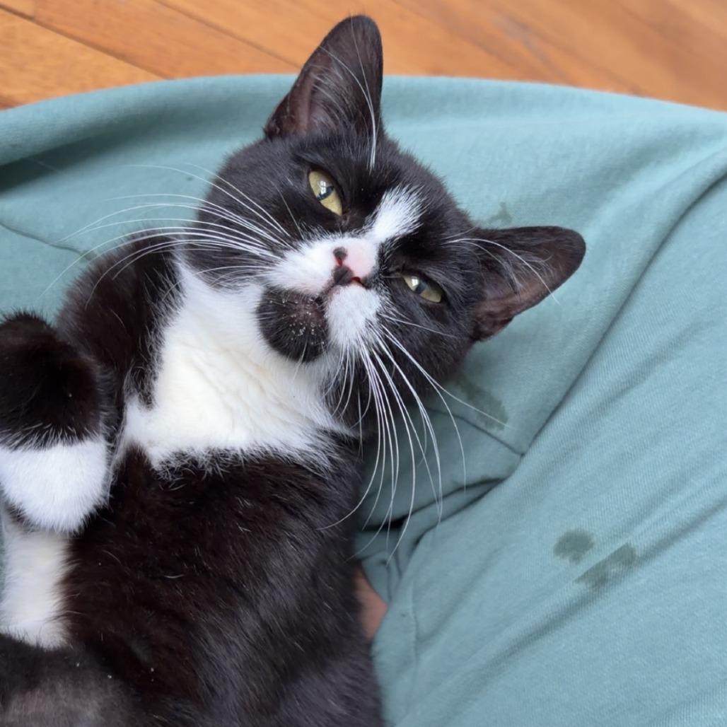 25-227 Bailey, Adoptable, Young Female Domestic Short Hair.