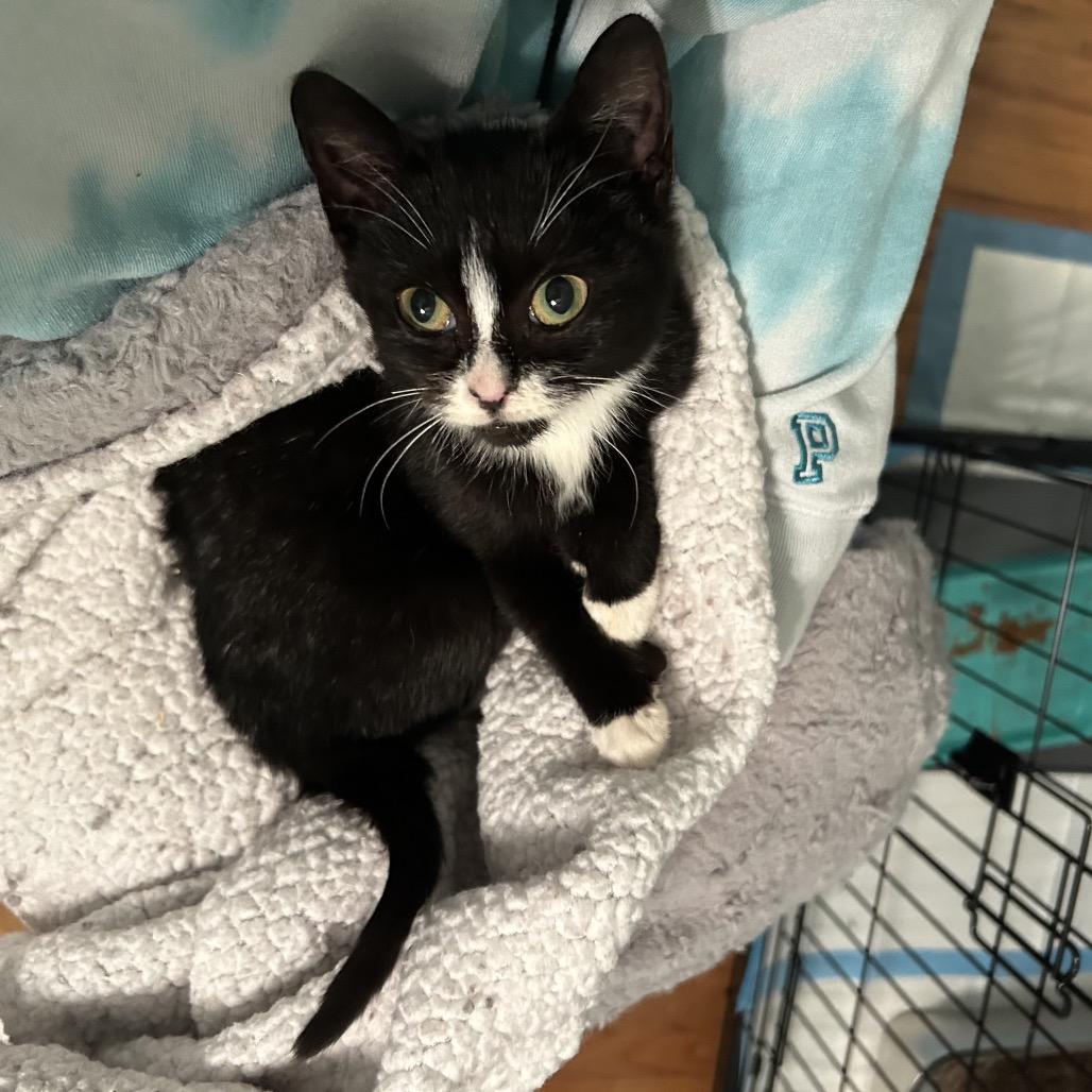 25-227 Bailey, Adoptable, Kitten Female Domestic Short Hair.