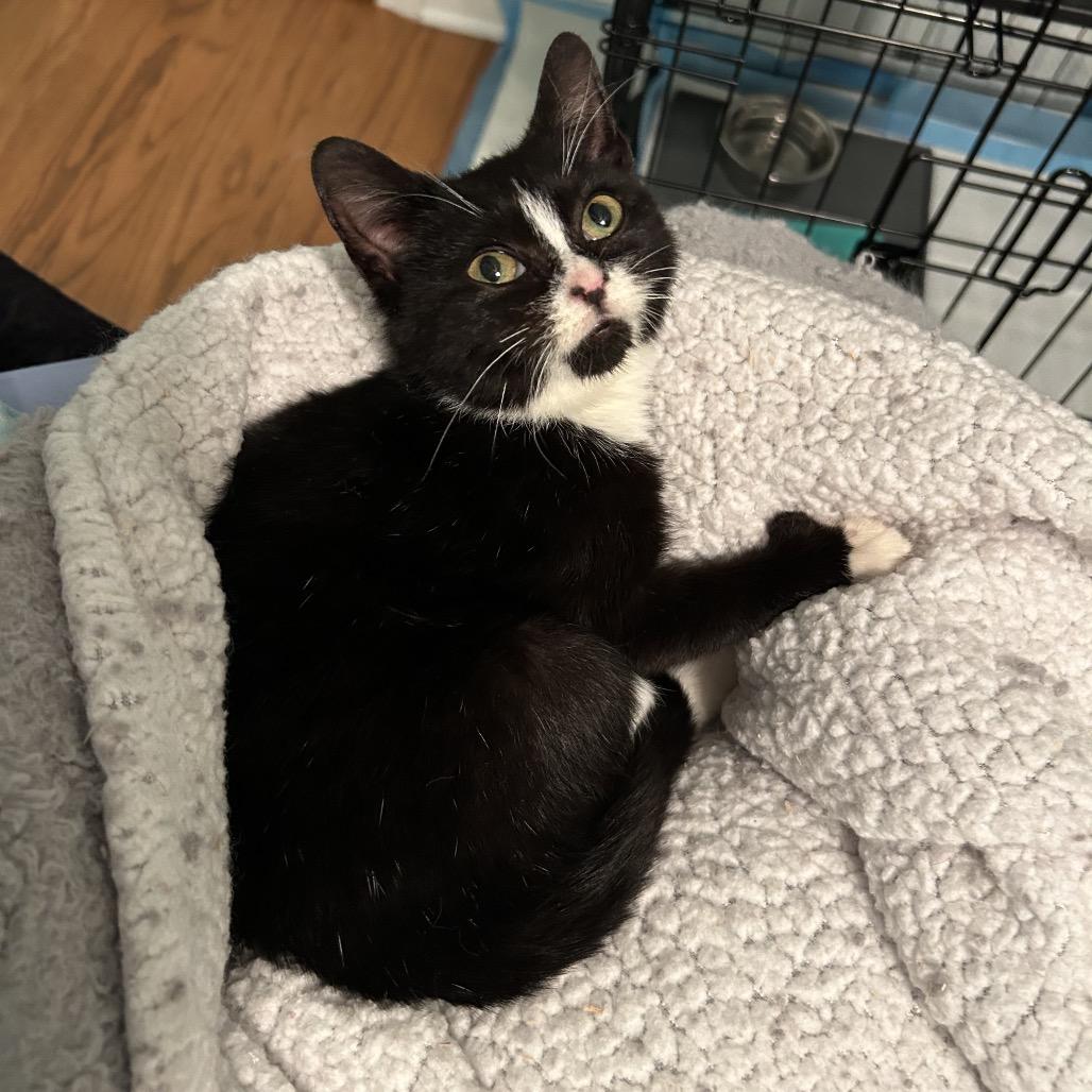 Enlarge 25-227 Bailey, a Adoptable Domestic Short Hair in North Branford, CT image 2/2