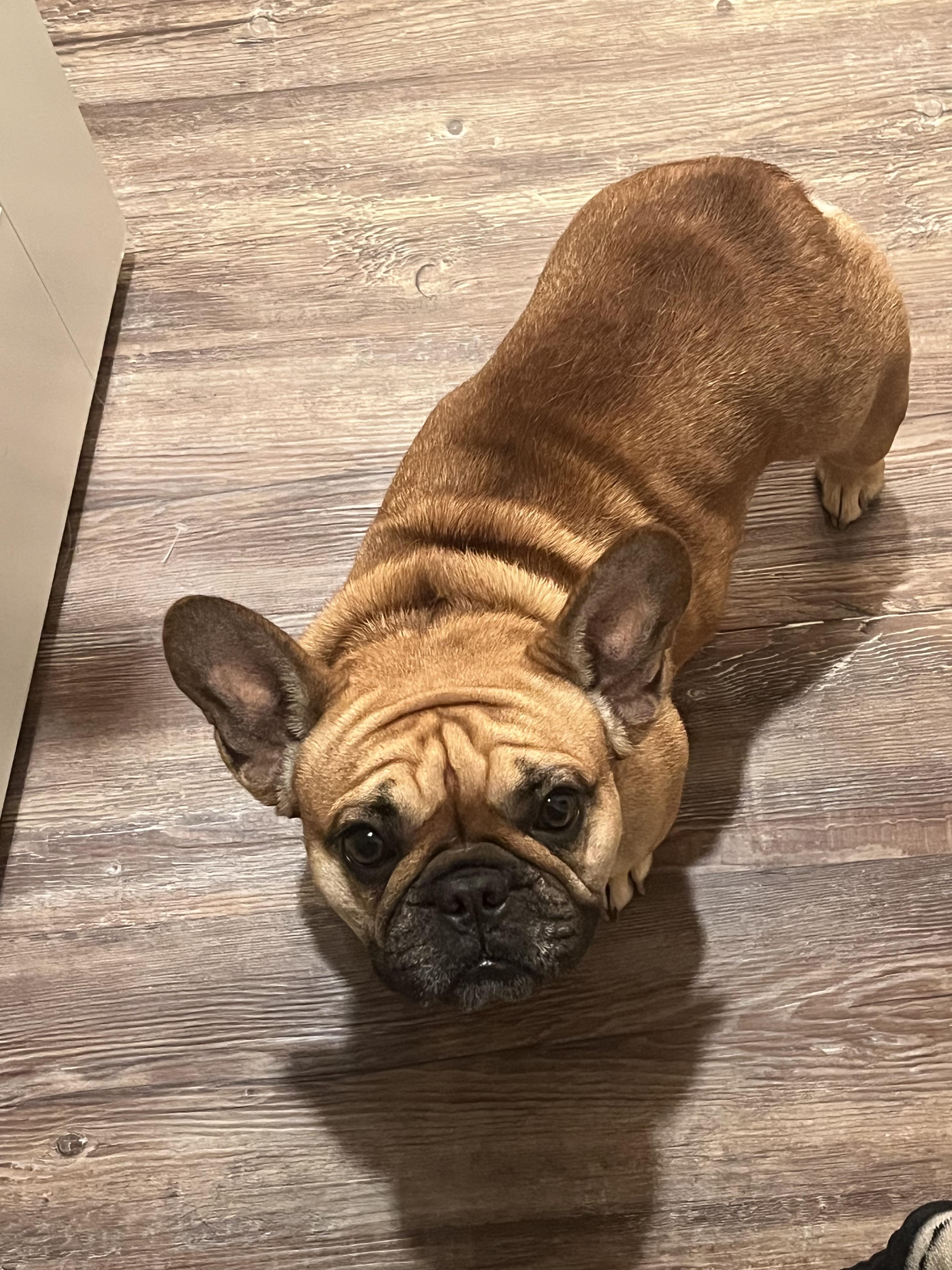 Toast, a Adoptable French Bulldog in Houston, TX image 1/6