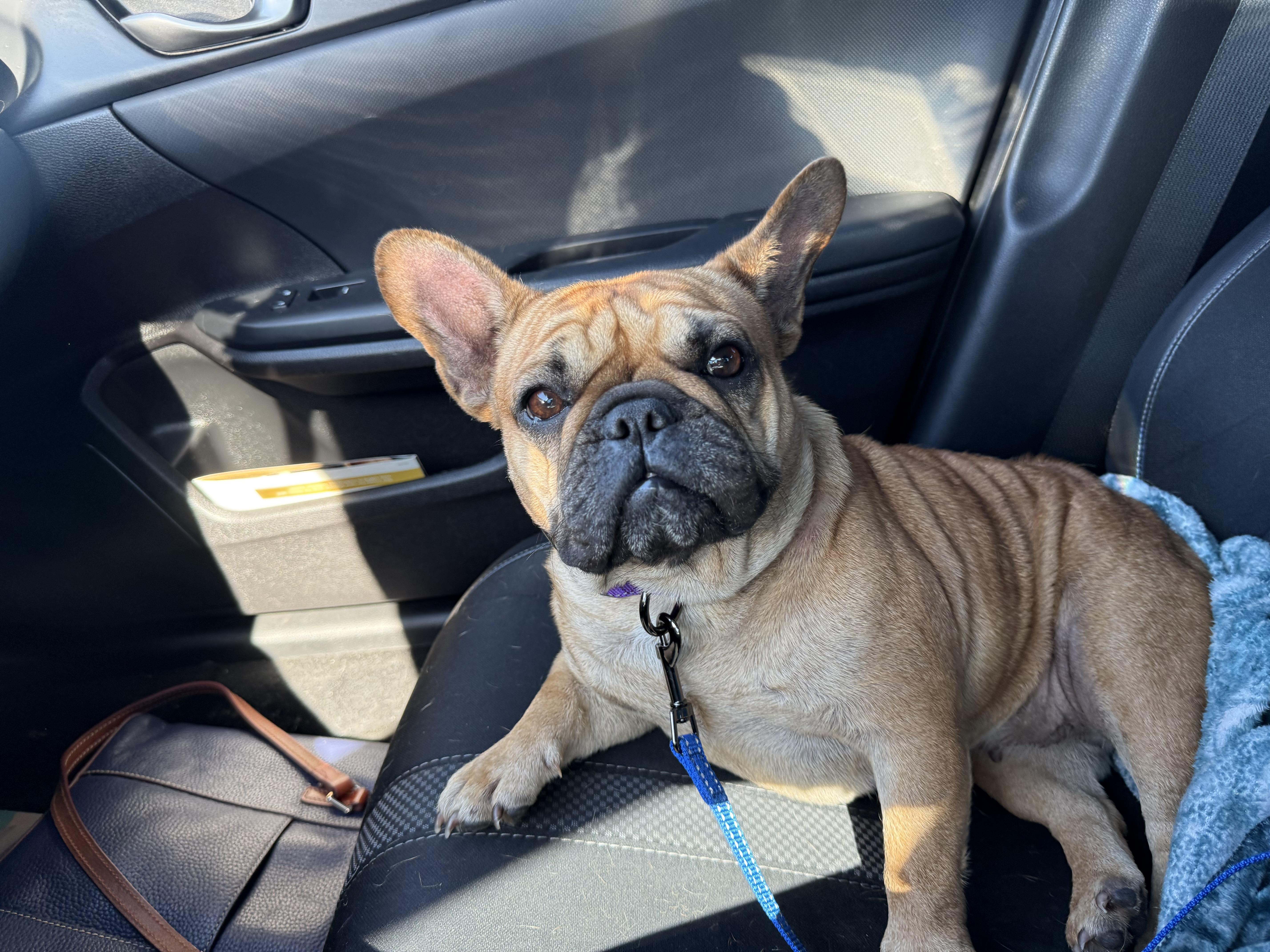 Toast, a Adoptable French Bulldog in Houston, TX image 3/6