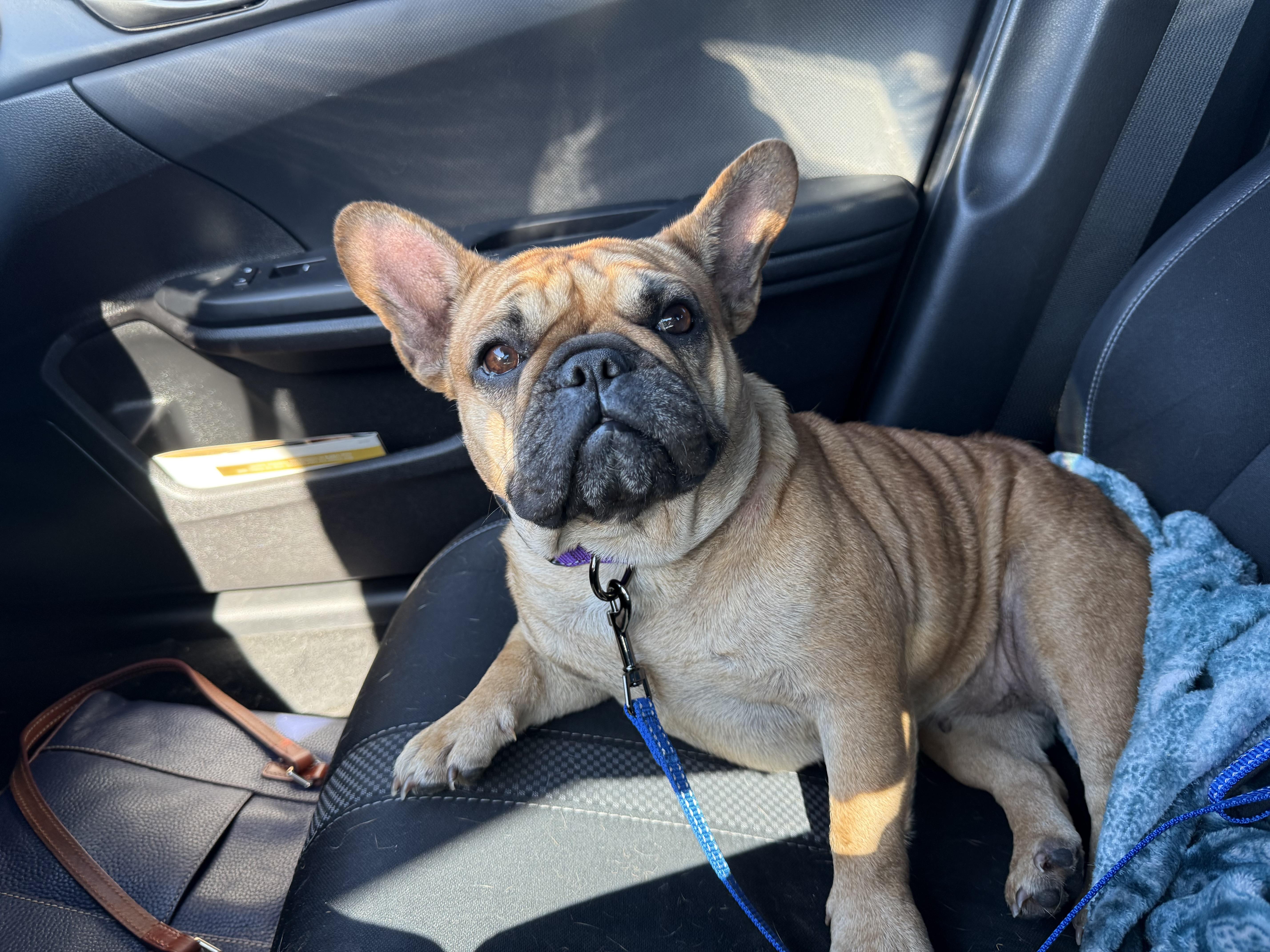 Toast, a Adoptable French Bulldog in Houston, TX image 4/6