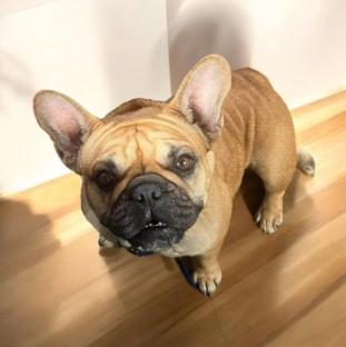Toast, a Adoptable French Bulldog in Houston, TX image 6/6