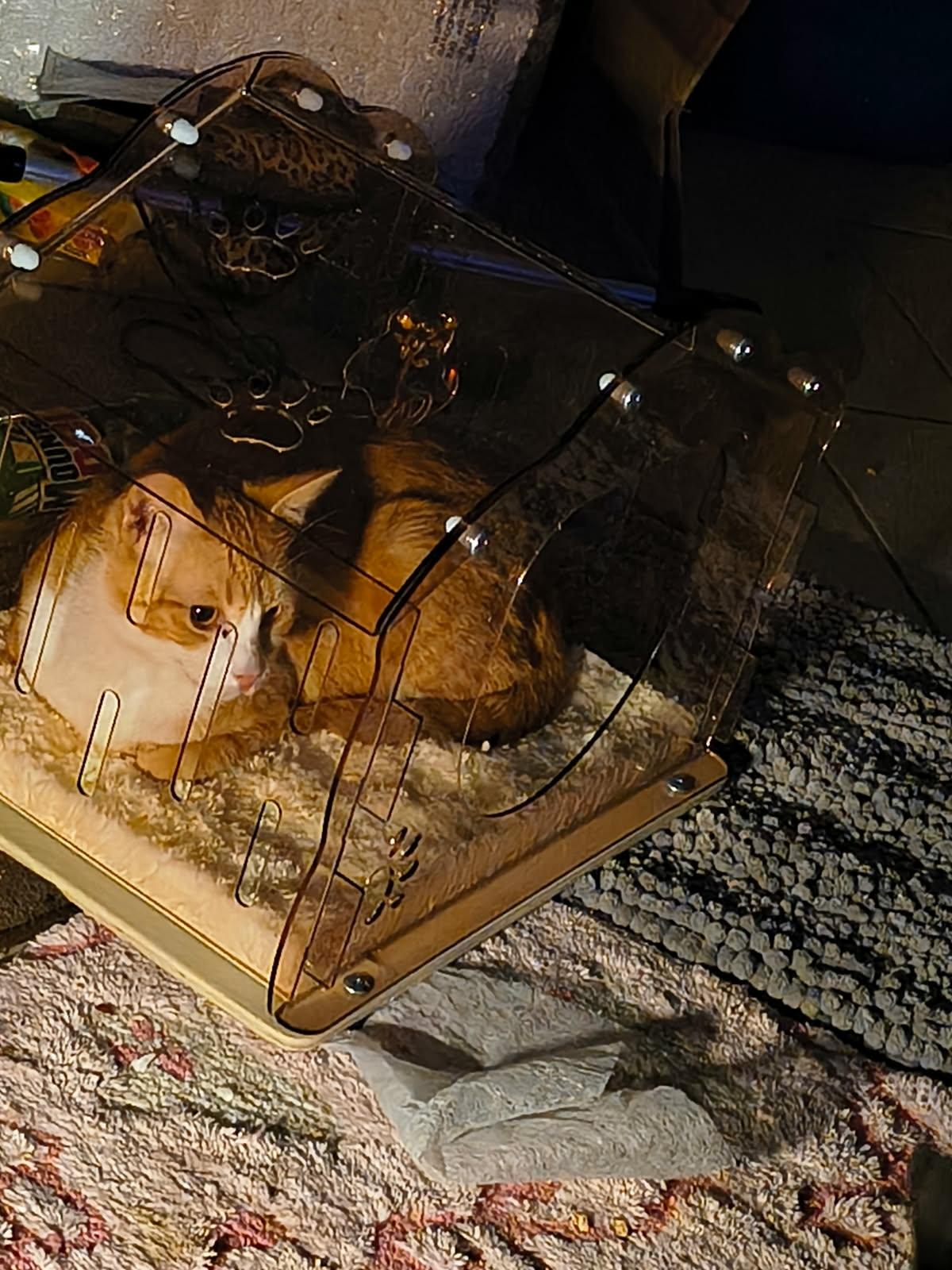 Enlarge Rio, an adopted Domestic Short Hair in Mabank, TX image 2/6