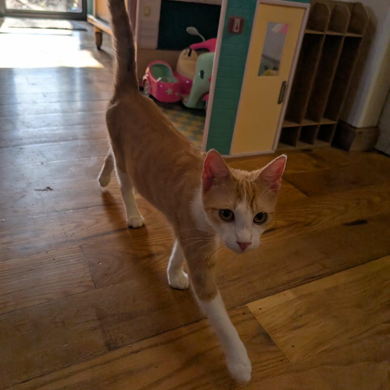 Enlarge Rio, an adopted Domestic Short Hair in Mabank, TX image 1/6