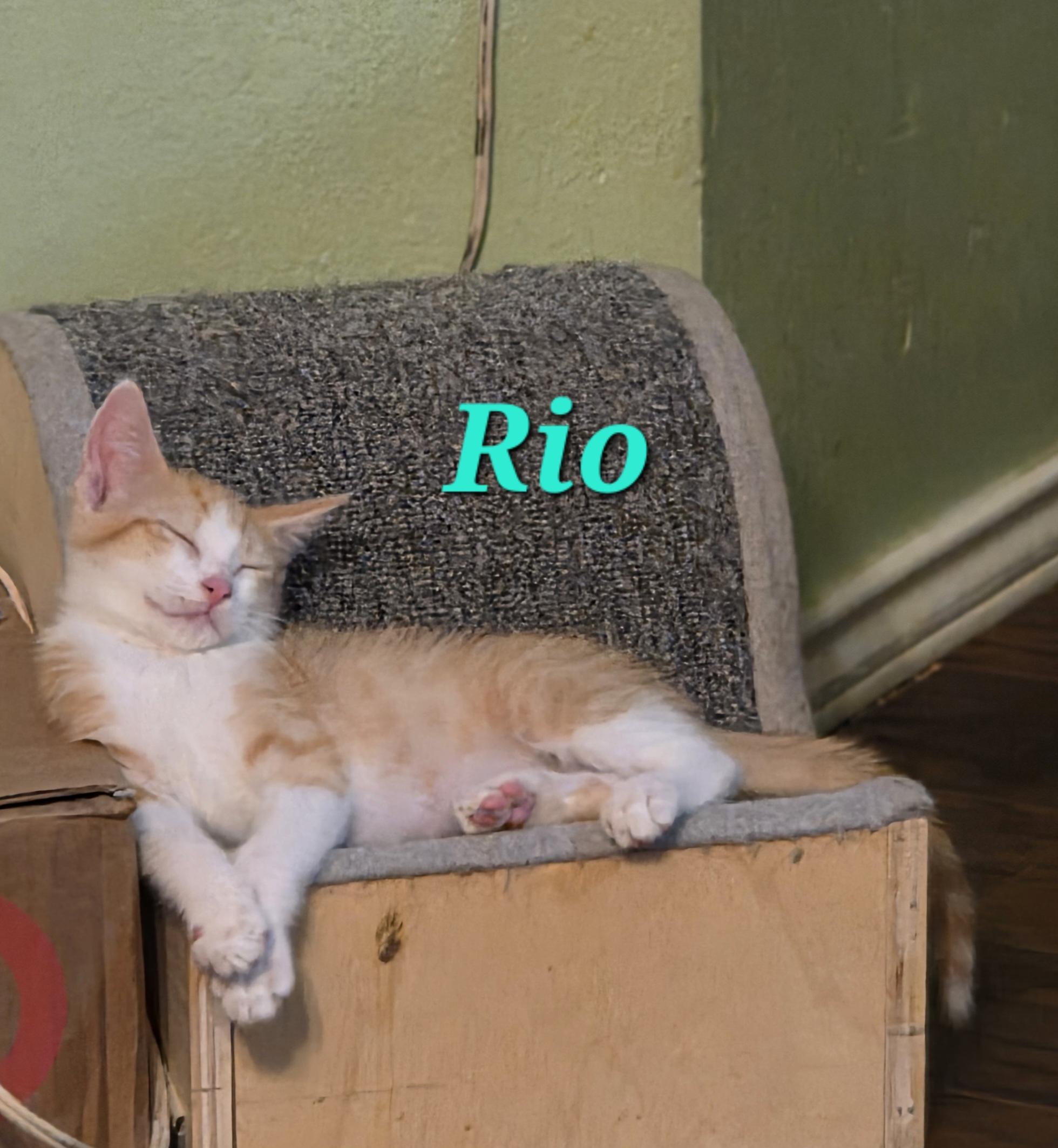 Enlarge Rio, a Adoptable Domestic Short Hair in Mabank, TX image 3/5