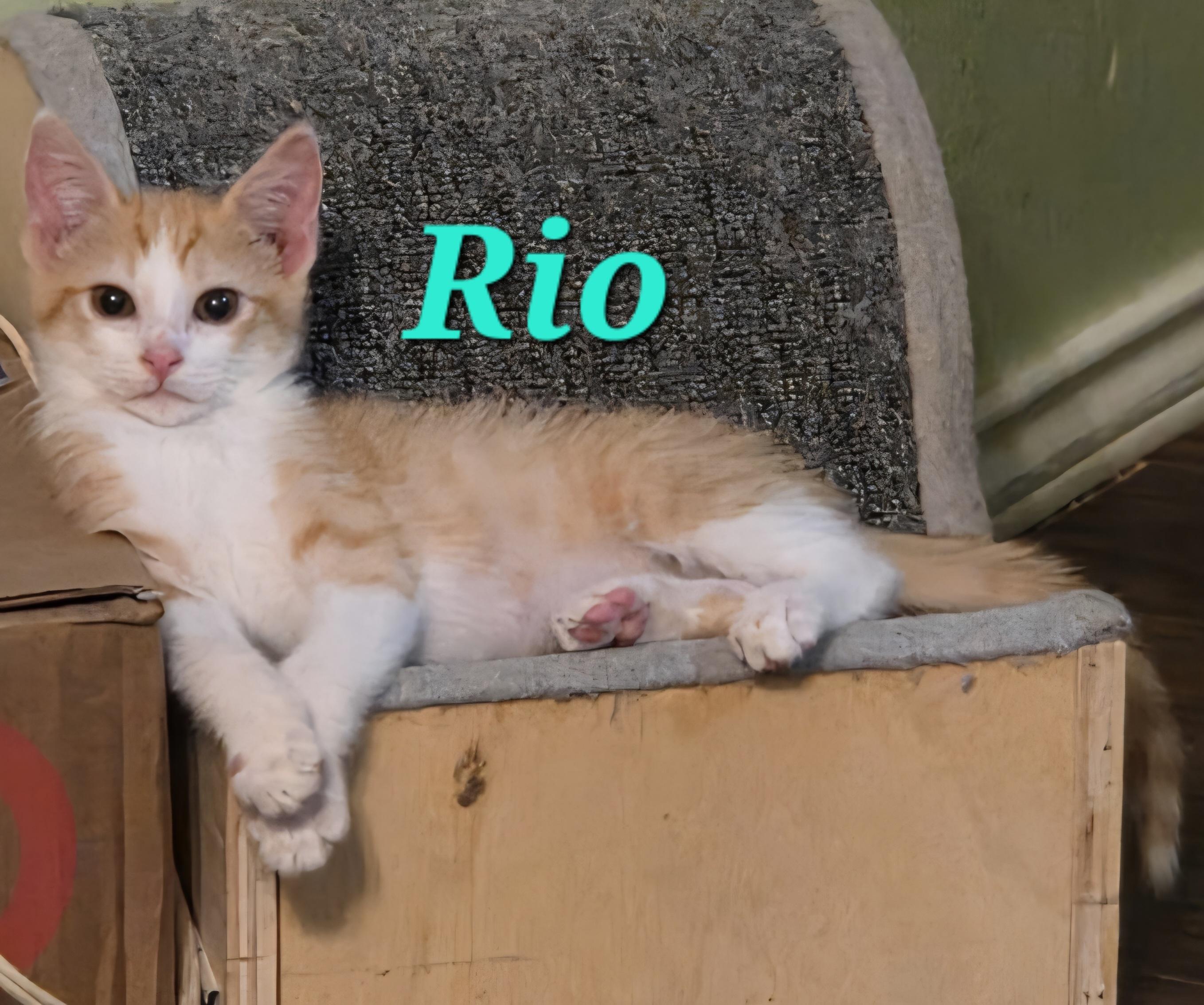 Rio
