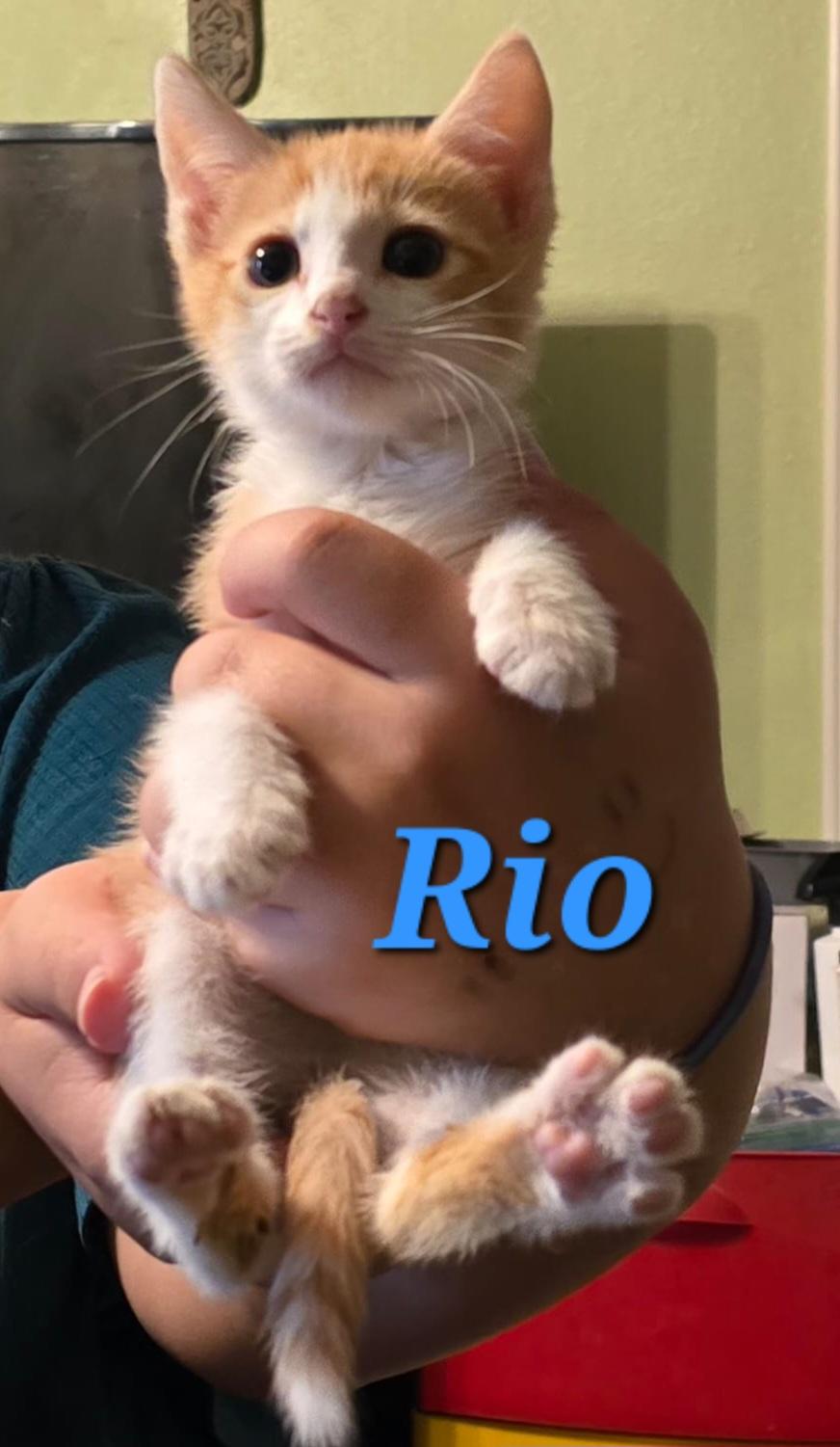 Enlarge Rio, a Adoptable Domestic Short Hair in Mabank, TX image 5/5