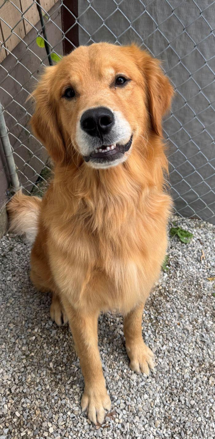 Enlarge Duke, a Adopted Golden Retriever in Bath, OH image 2/2