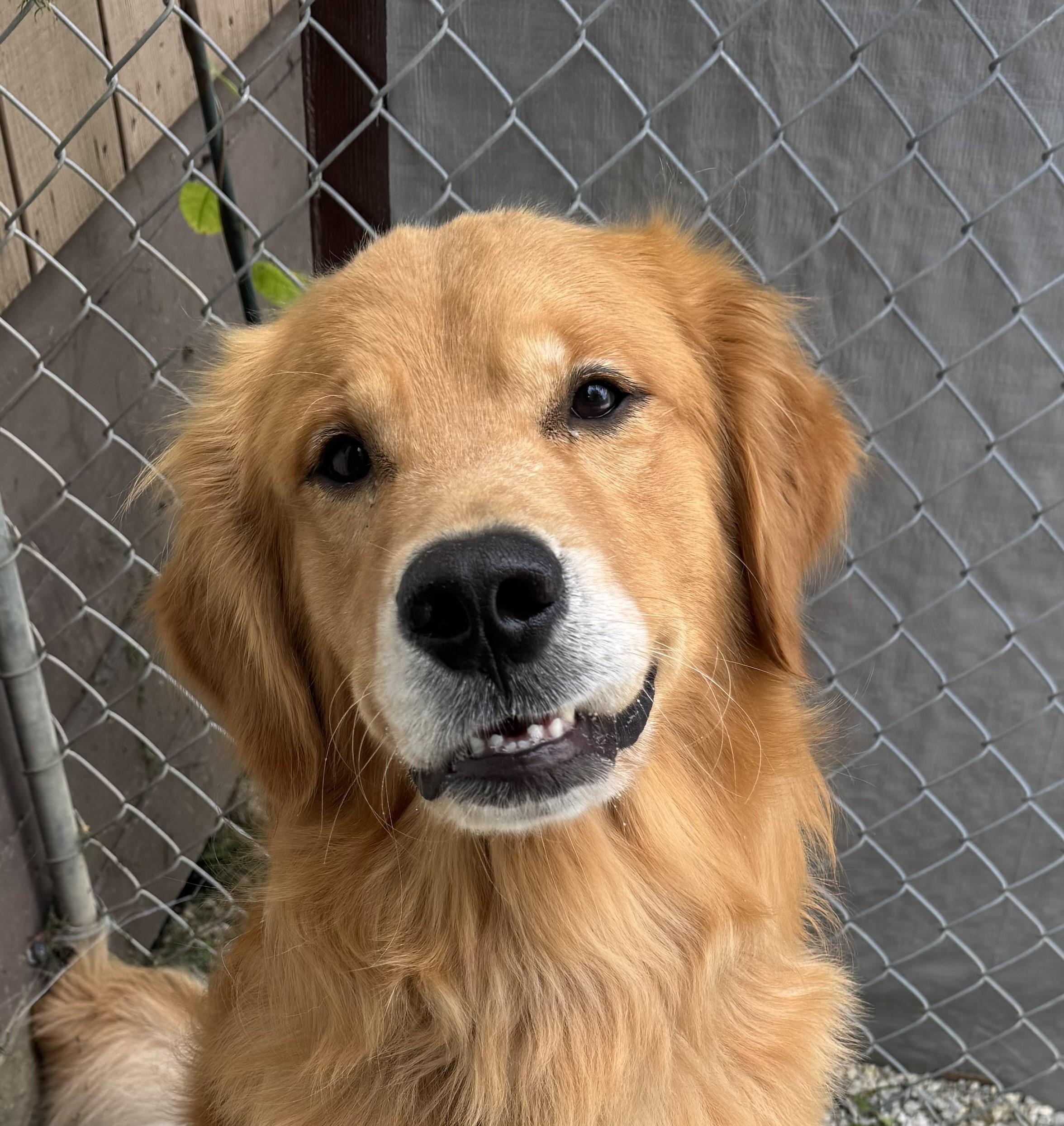 Duke, Adopted, Adult Male Golden Retriever.