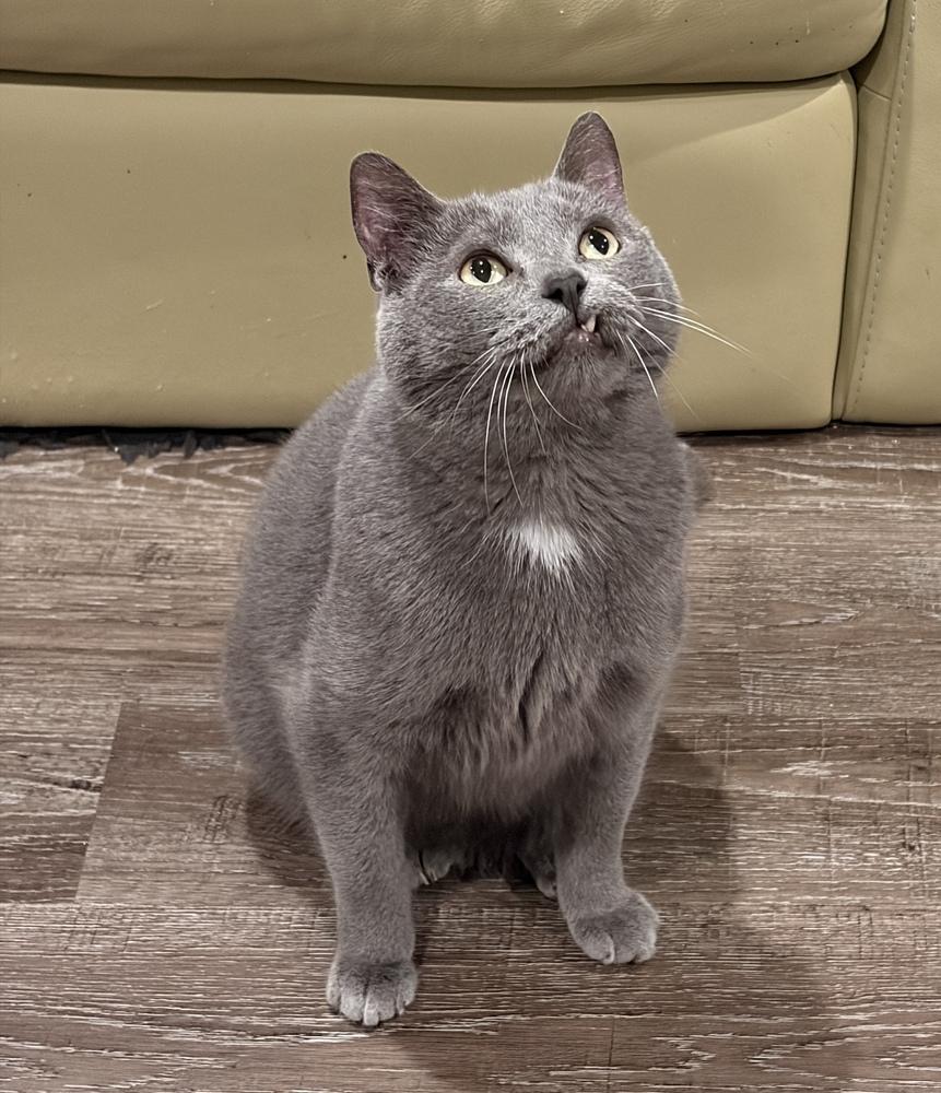 Ice Ice Baby, Adoptable, Adult Male Russian Blue & Domestic Short Hair.