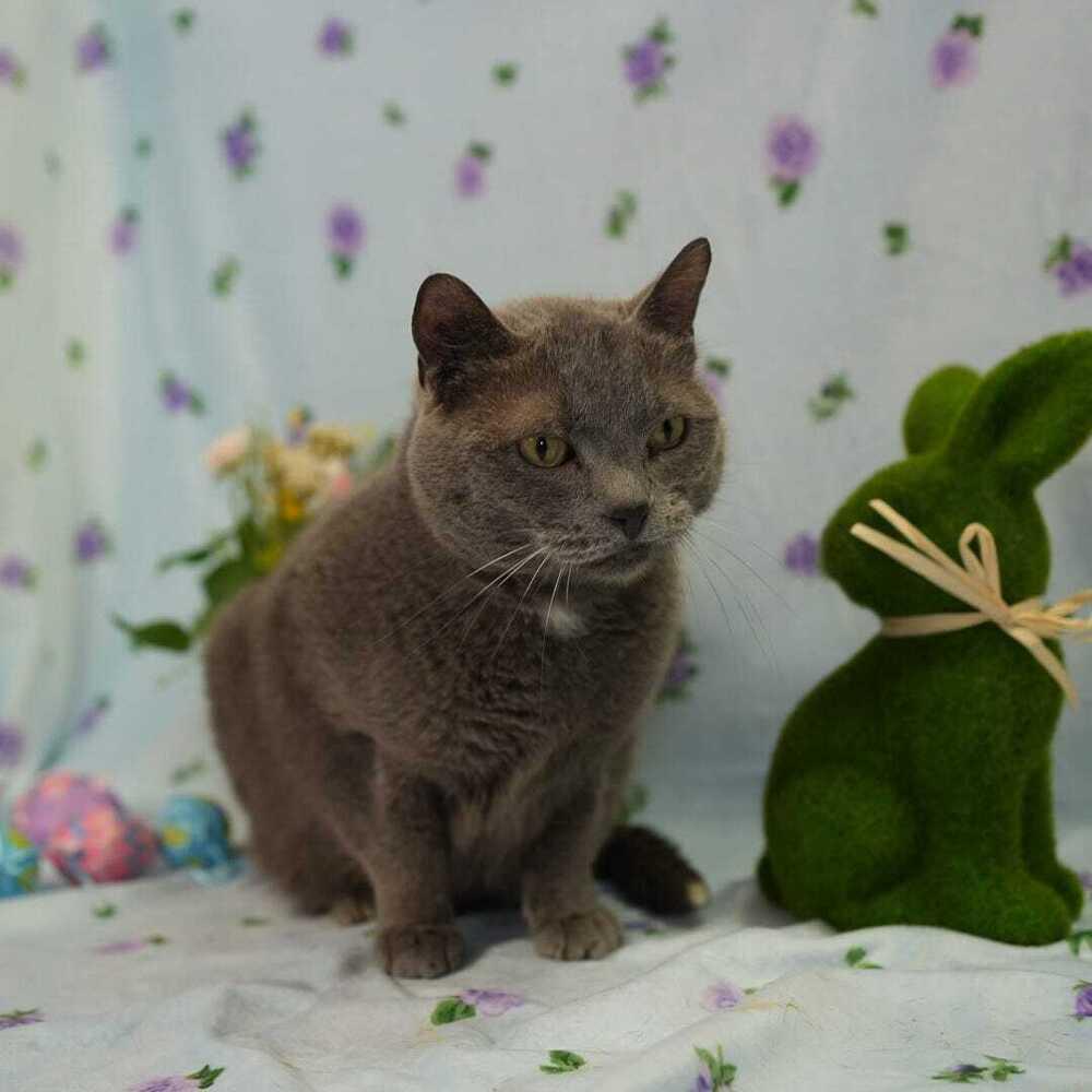 Enlarge Ice Ice Baby, a Adoptable mixed breed in Wheaton, IL image 2/6