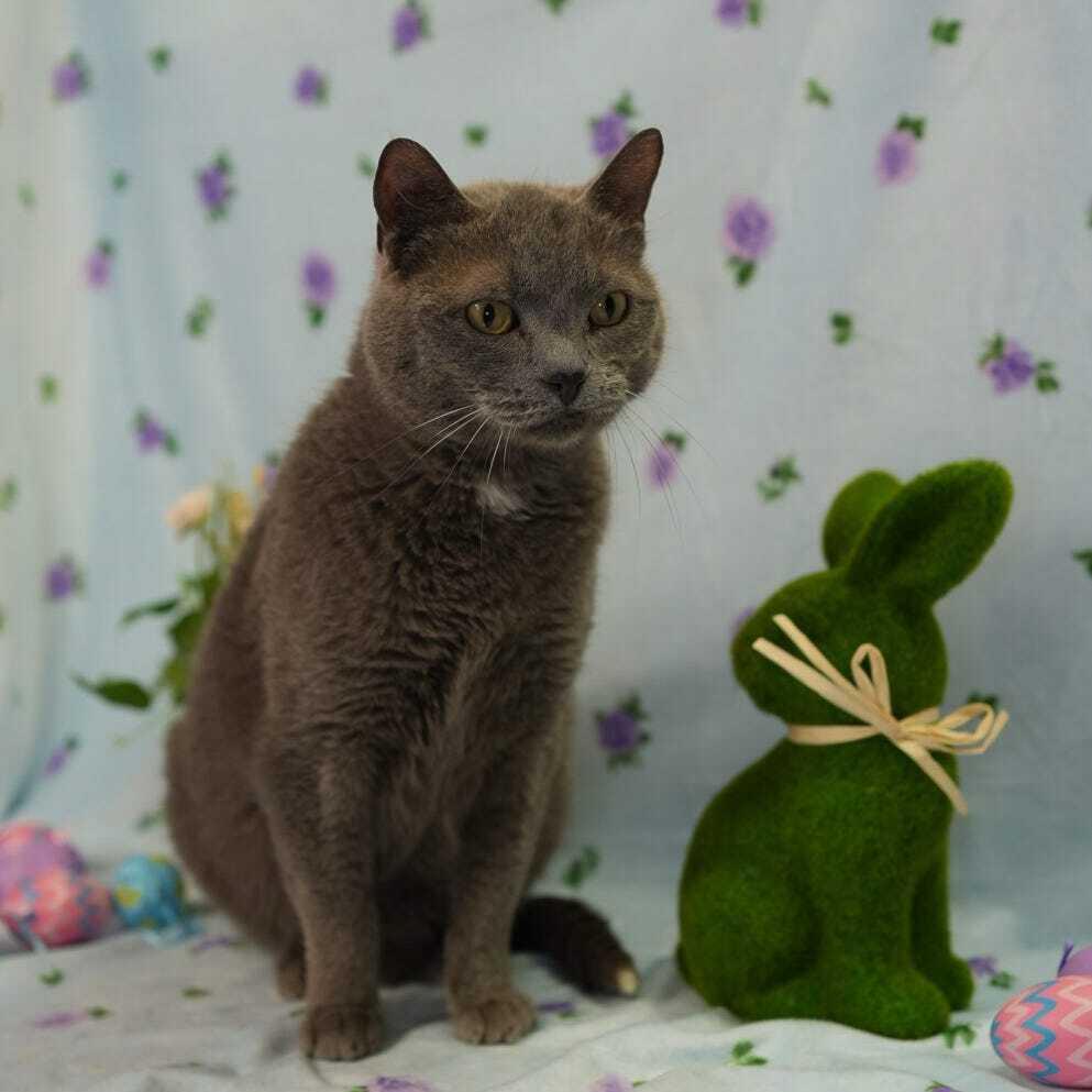 Enlarge Ice Ice Baby, a Adoptable mixed breed in Wheaton, IL image 3/6