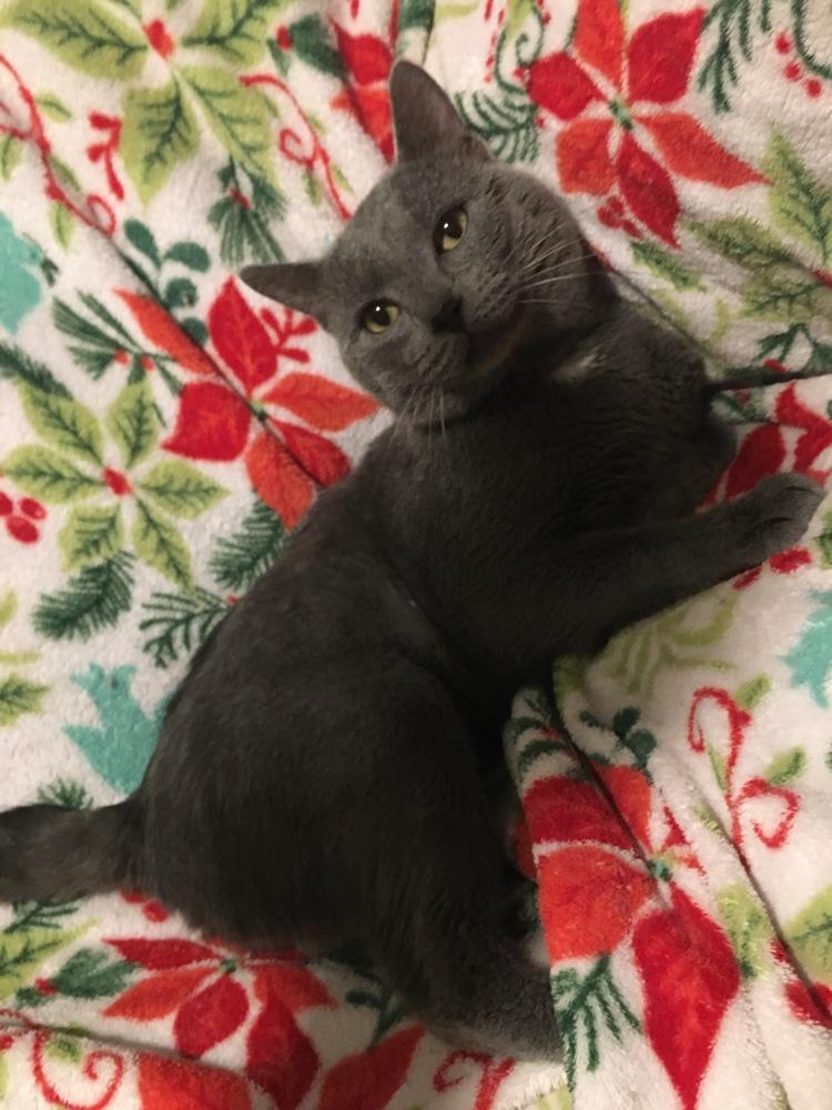 Enlarge Ice Ice Baby, a Adoptable mixed breed in Wheaton, IL image 4/6